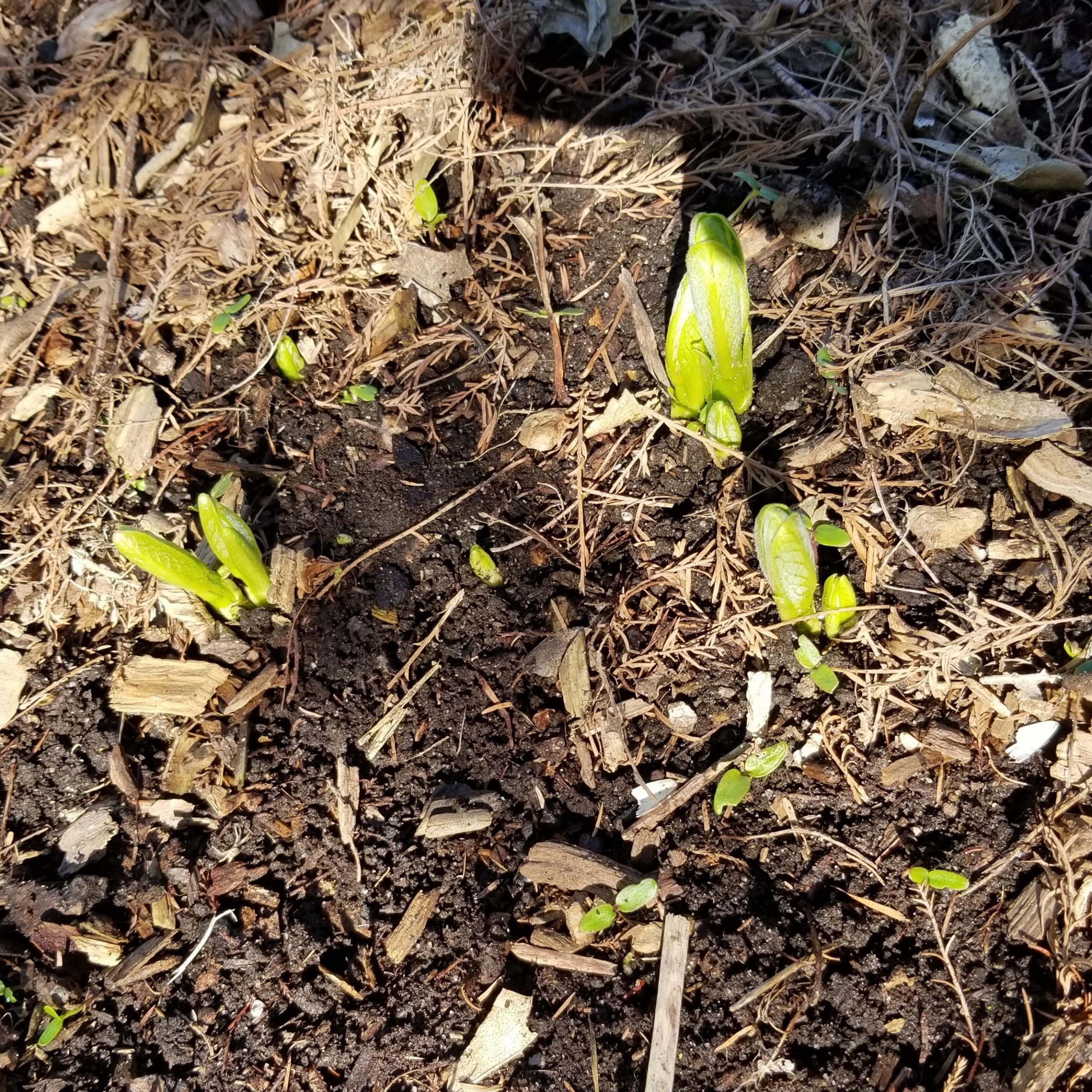 Common Milkweed