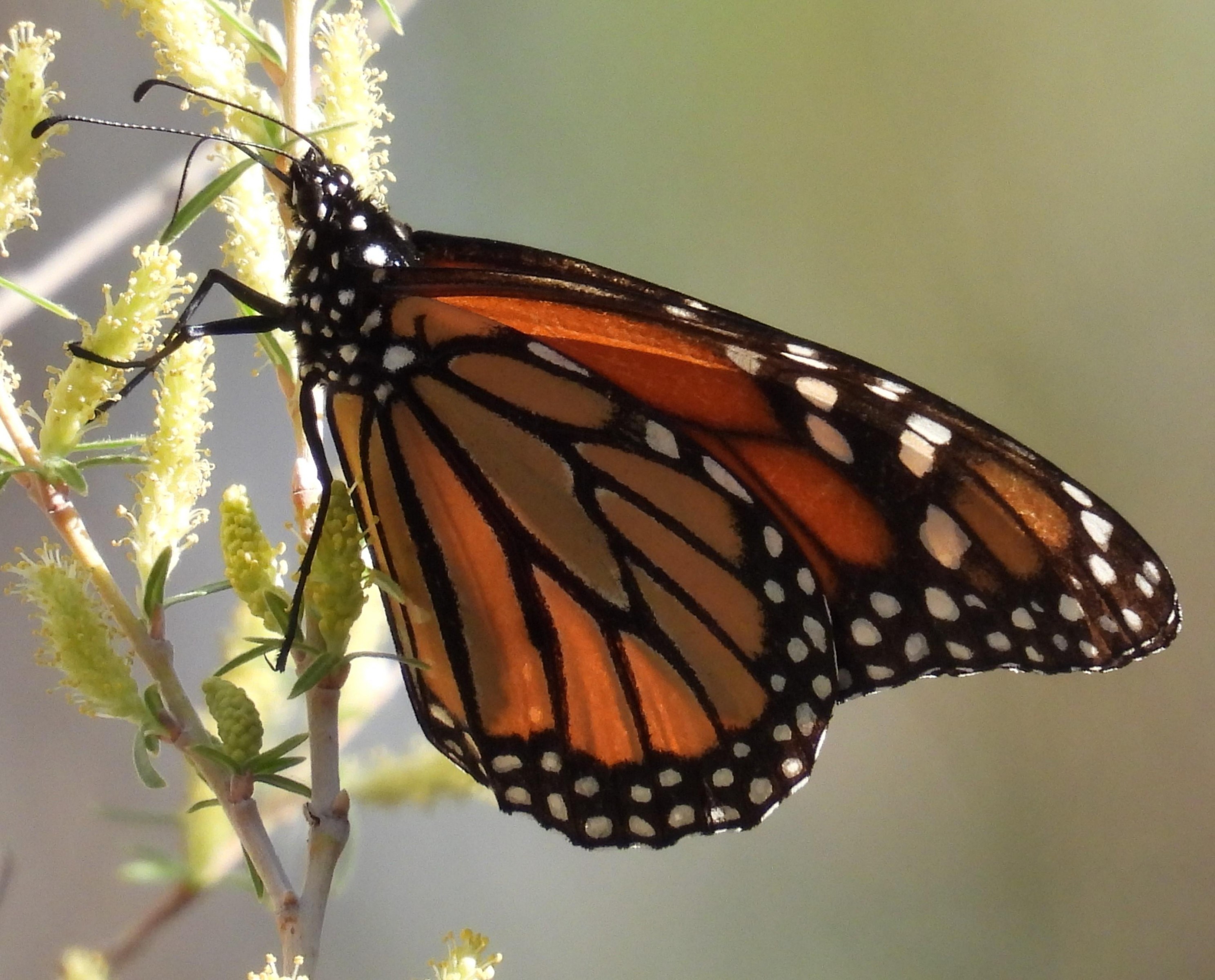 Monarch in New Mexico