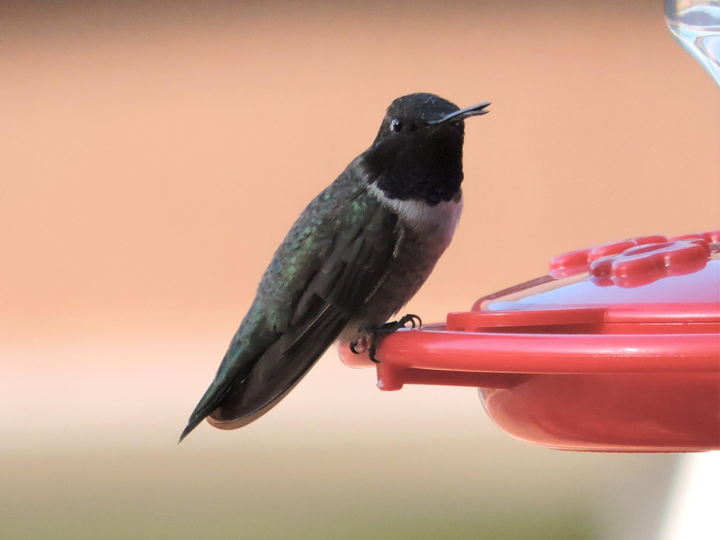 Black-chinned Hummingbird