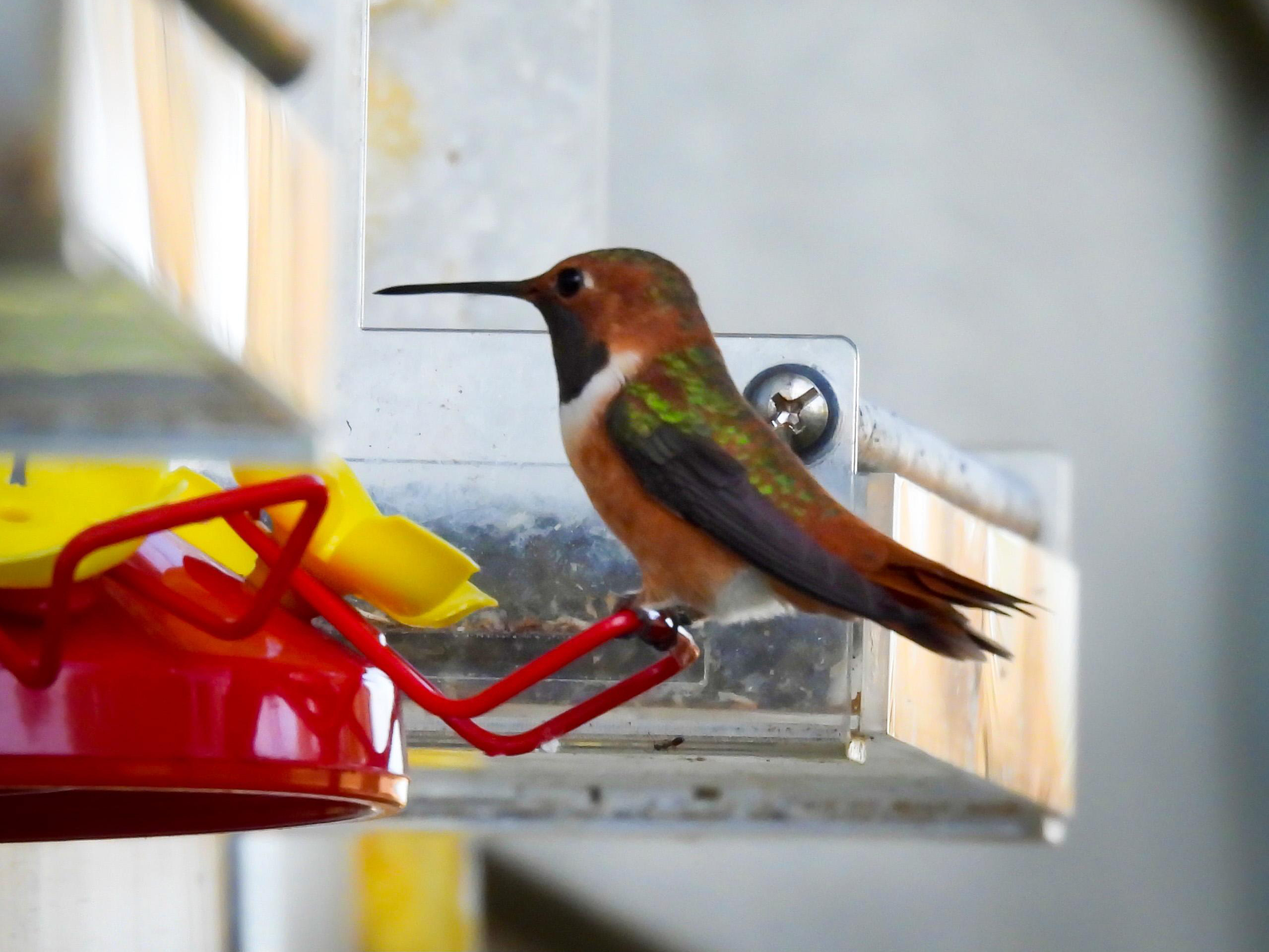 Rufous Hummingbird 