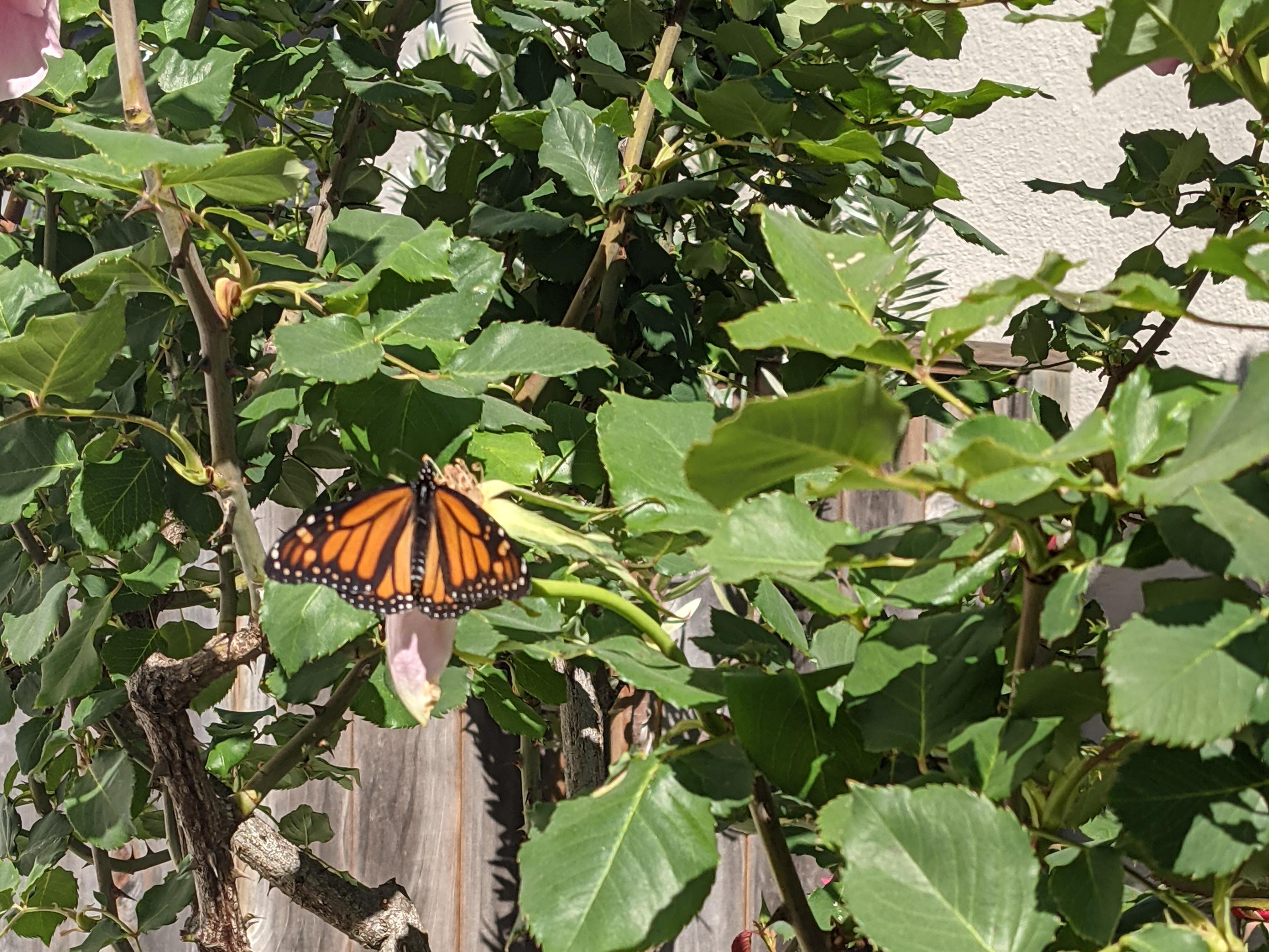 Monarch Butterfly 