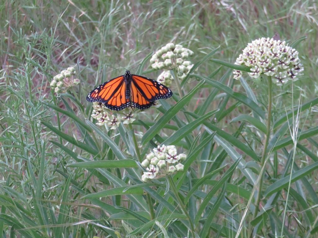 Monarch Butterfly