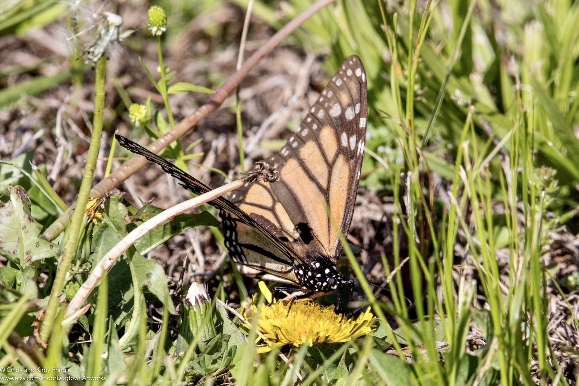 Monarch Butterfly 