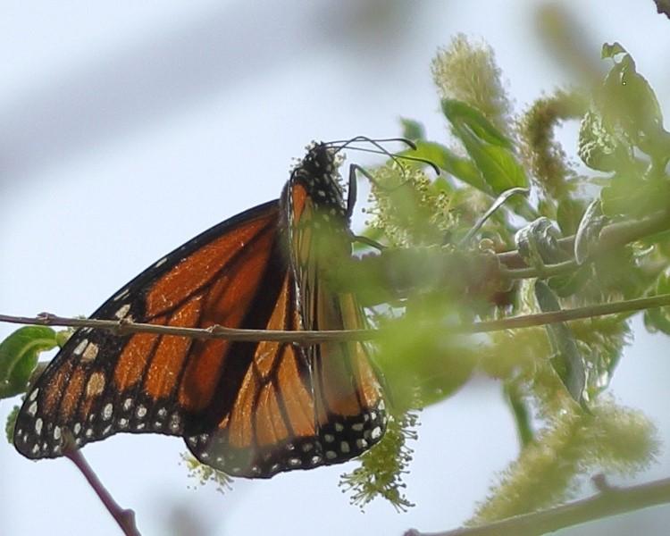 Monarch in Arizona 