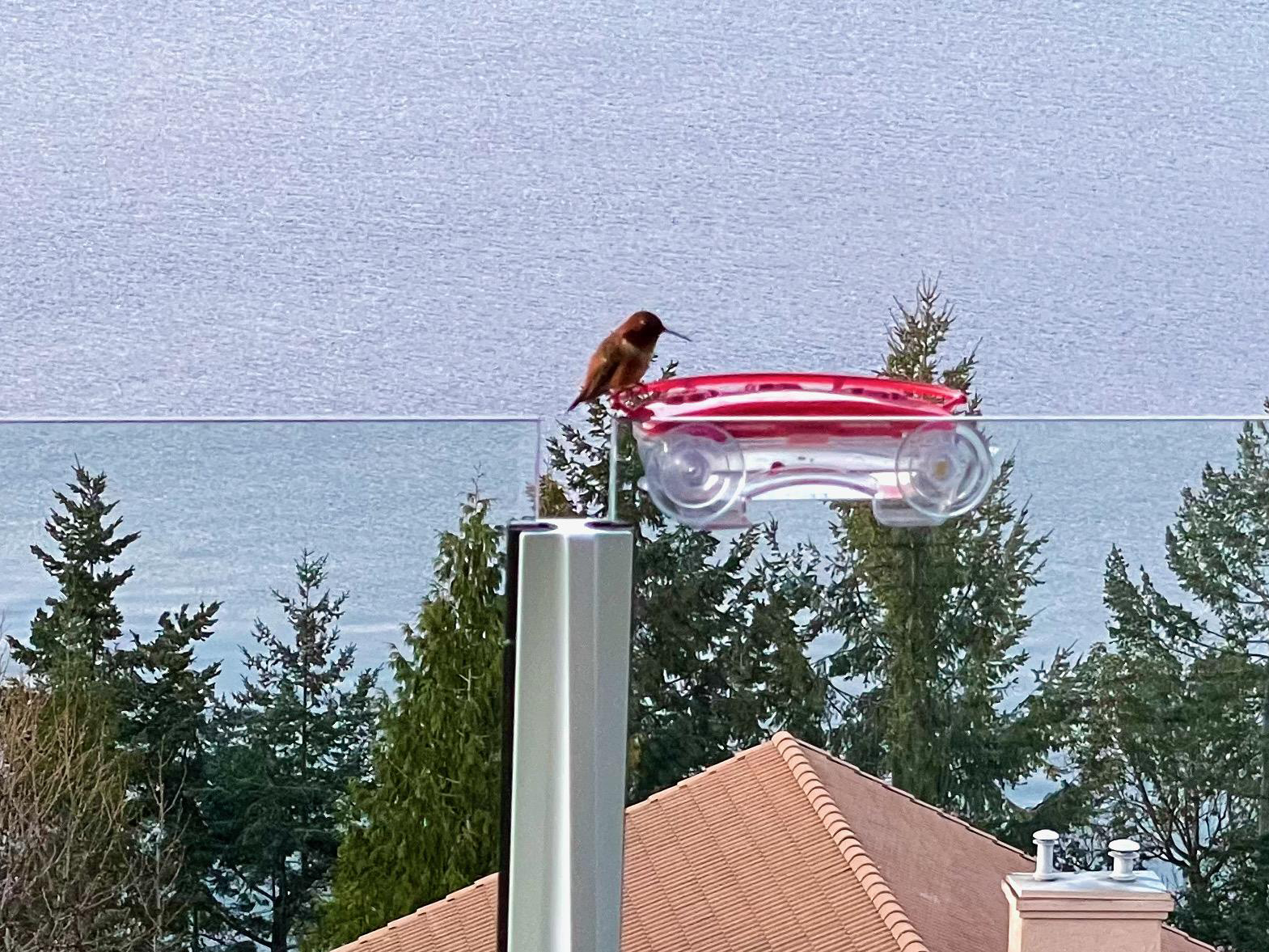 Male Rufous Hummingbird 