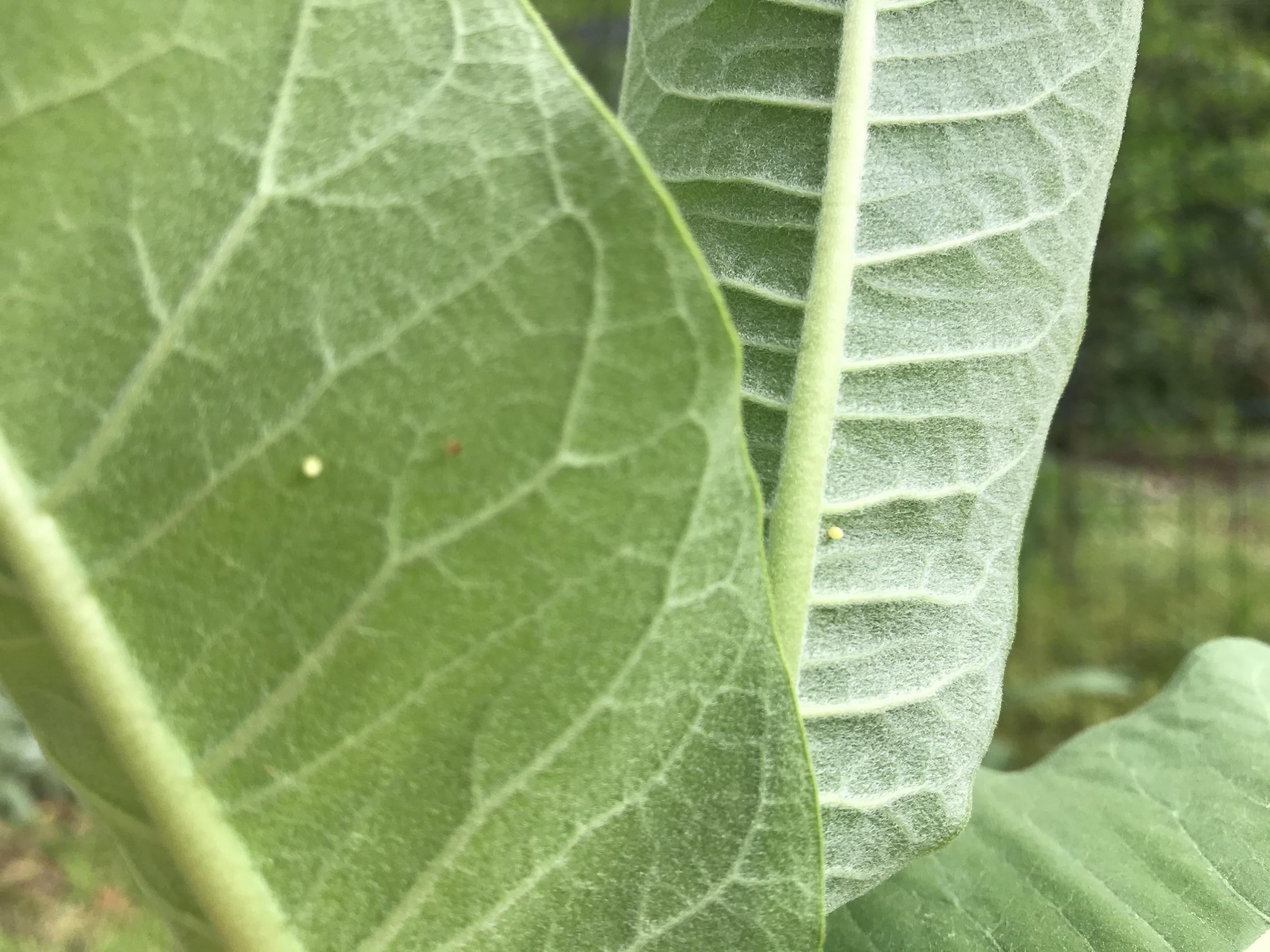 Monarch eggs