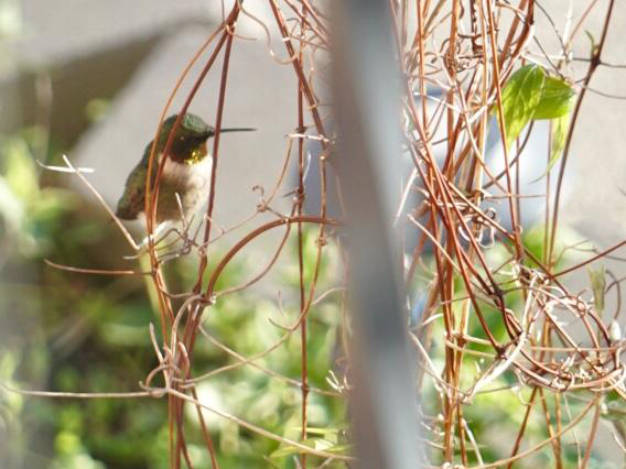 Ruby-throated Hummingbird.