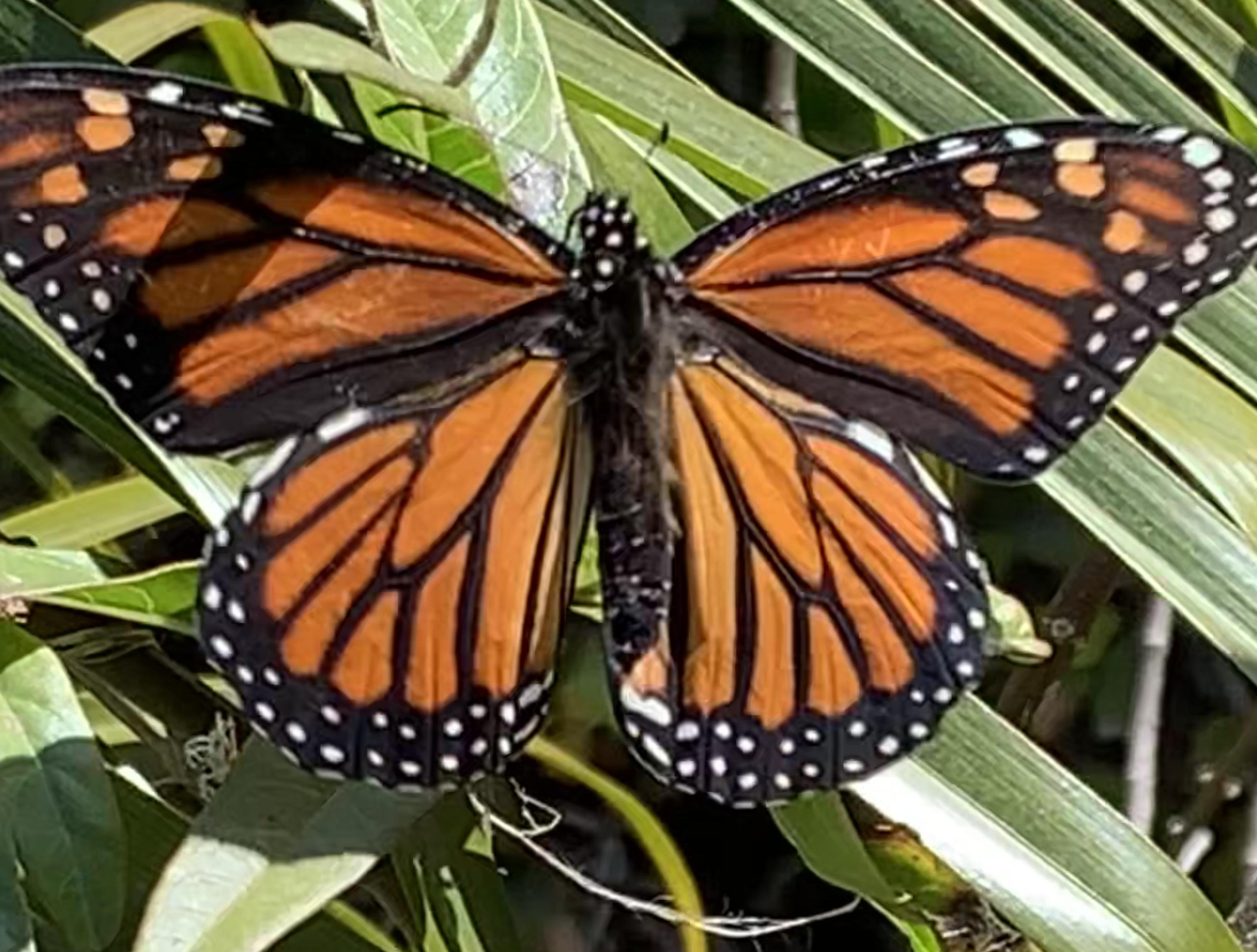 Monarch in Huntington Beach