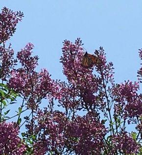 Monarch in Lilac bushes