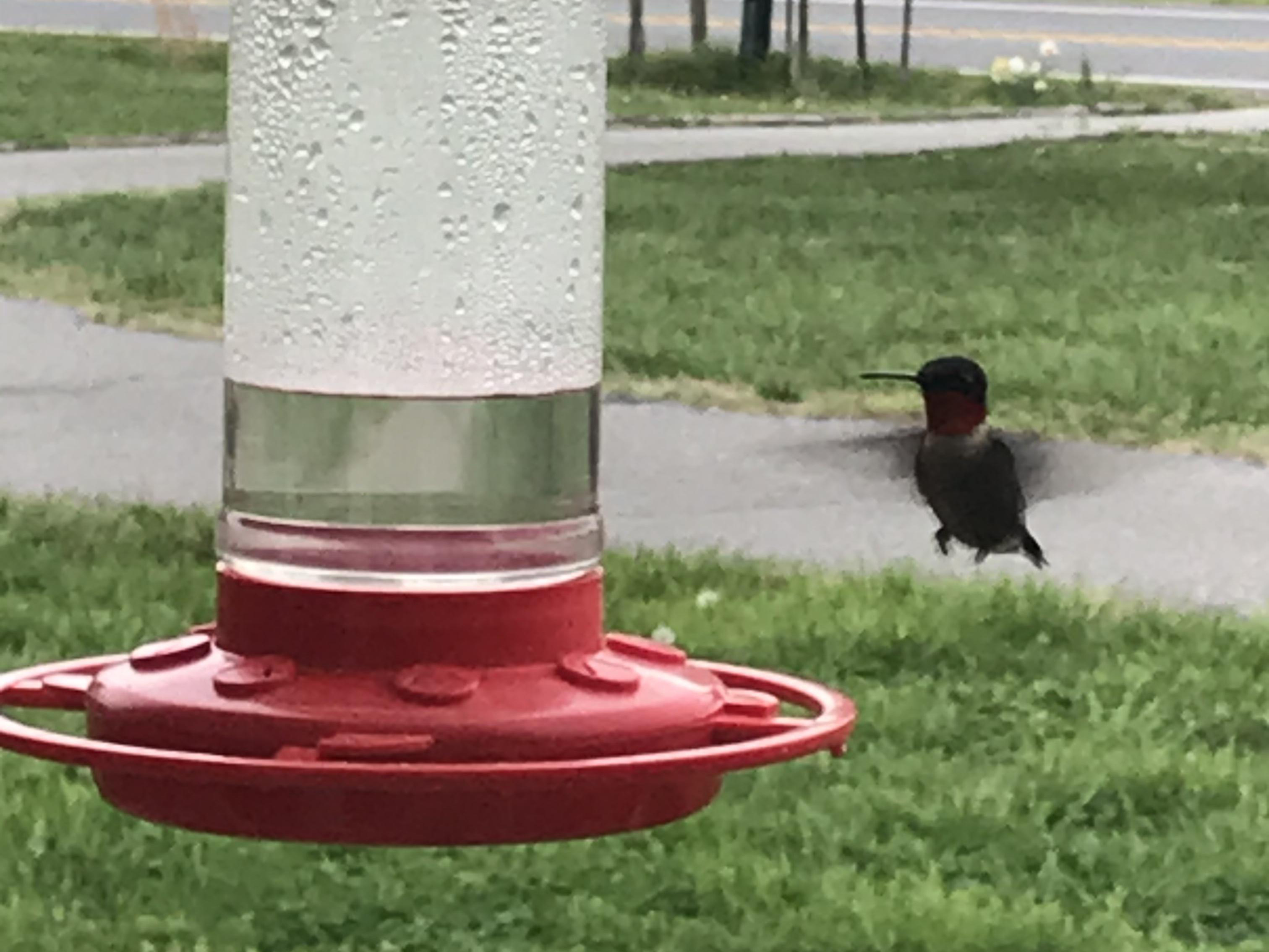 Male Ruby-throated Hummingbird.