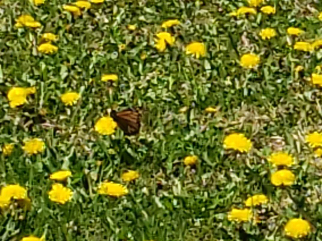 Monarch Butterfly