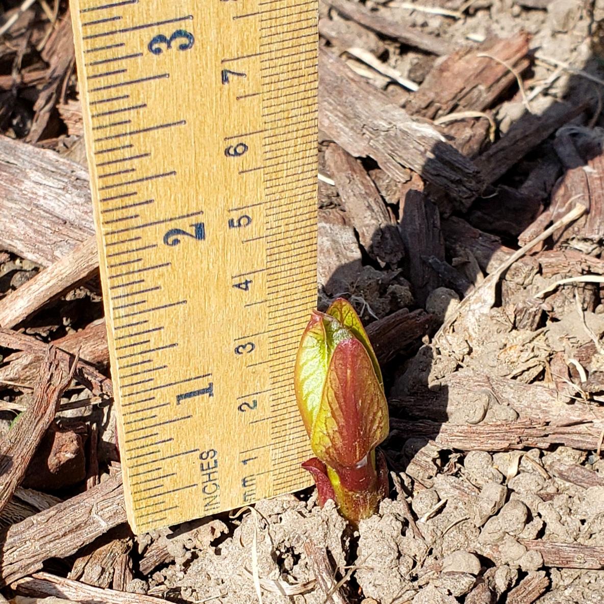 Sprouting Common Milkweed