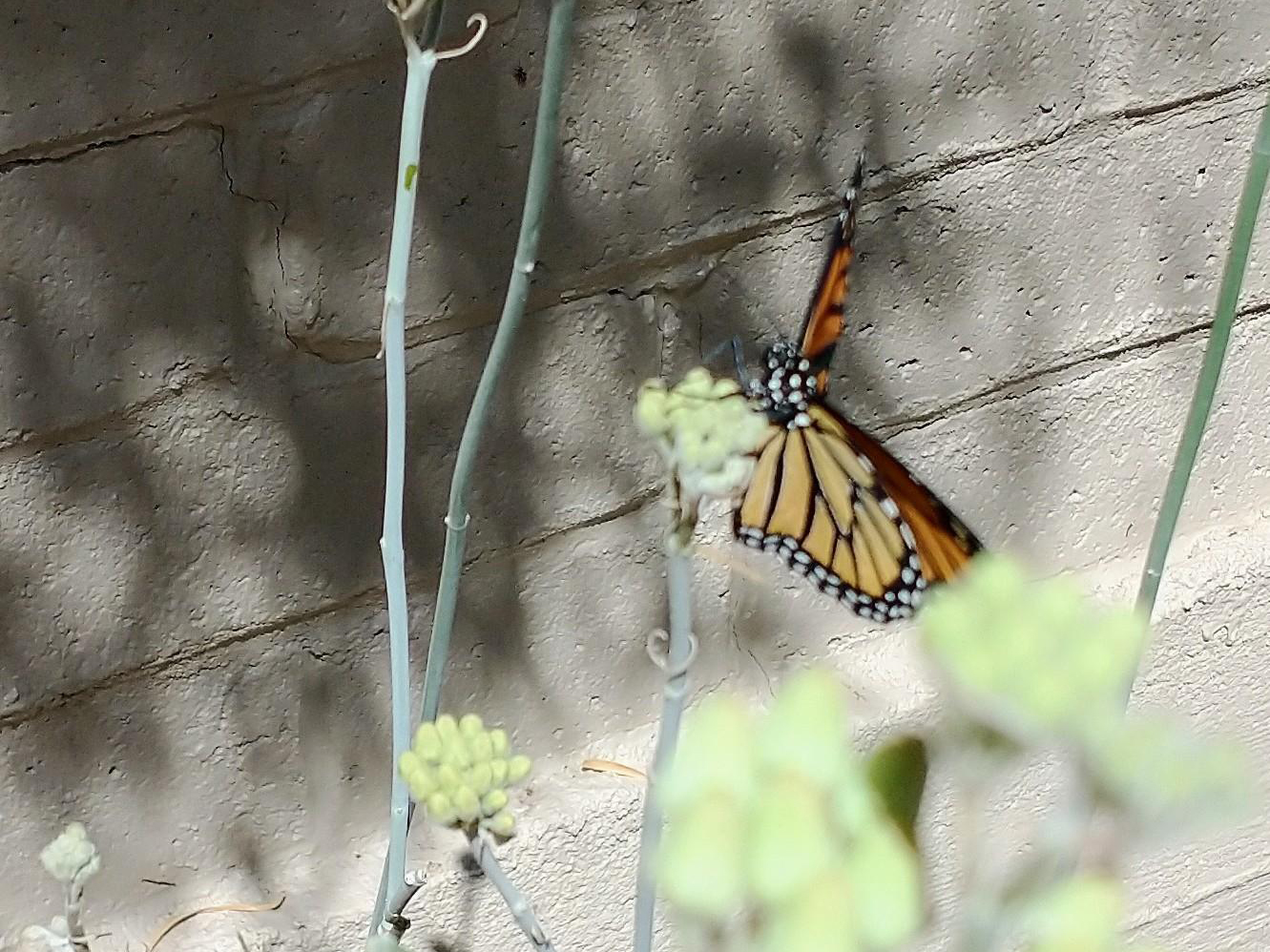 Monarch Butterfly 