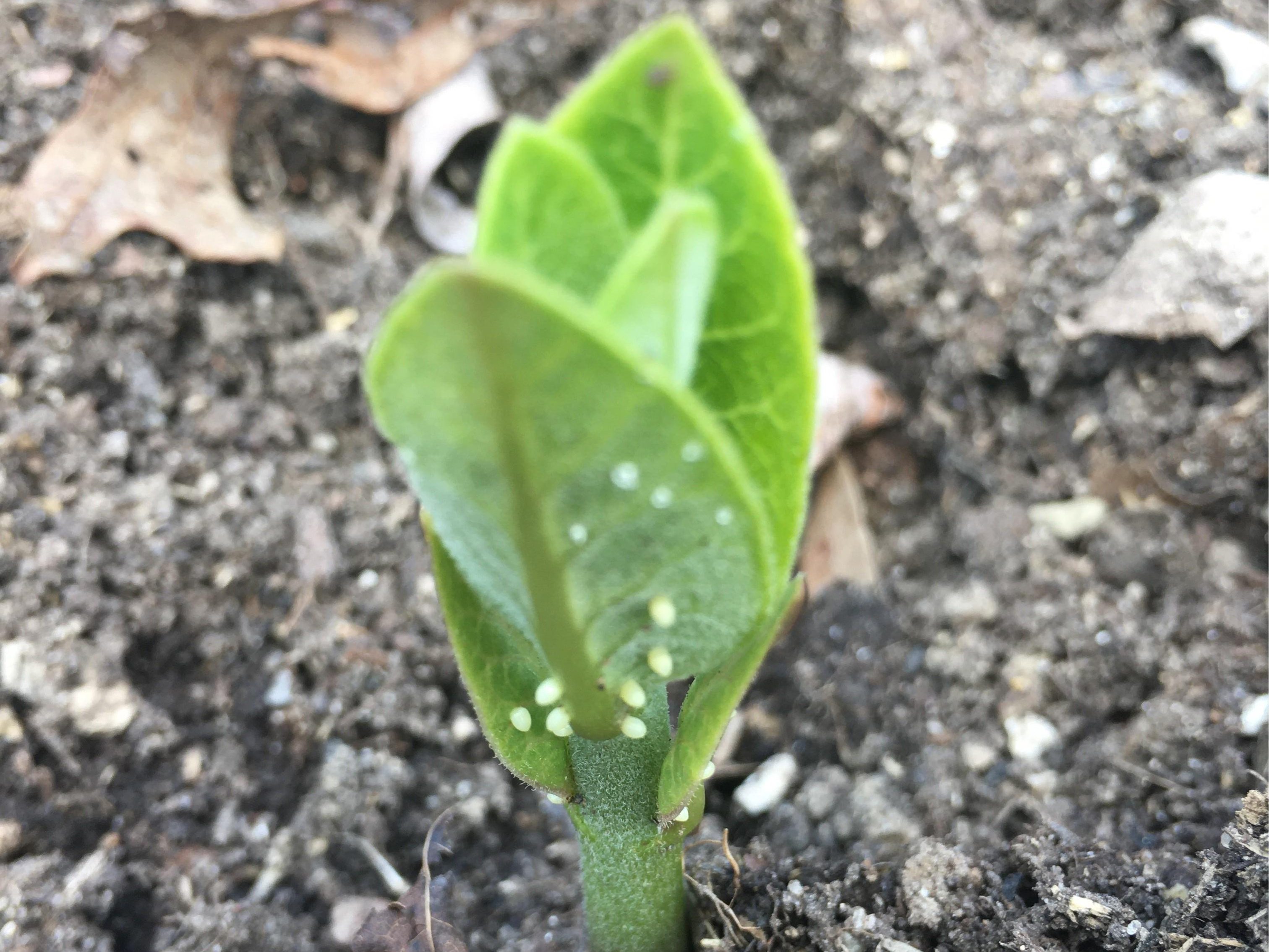 Eggs on milkweed 