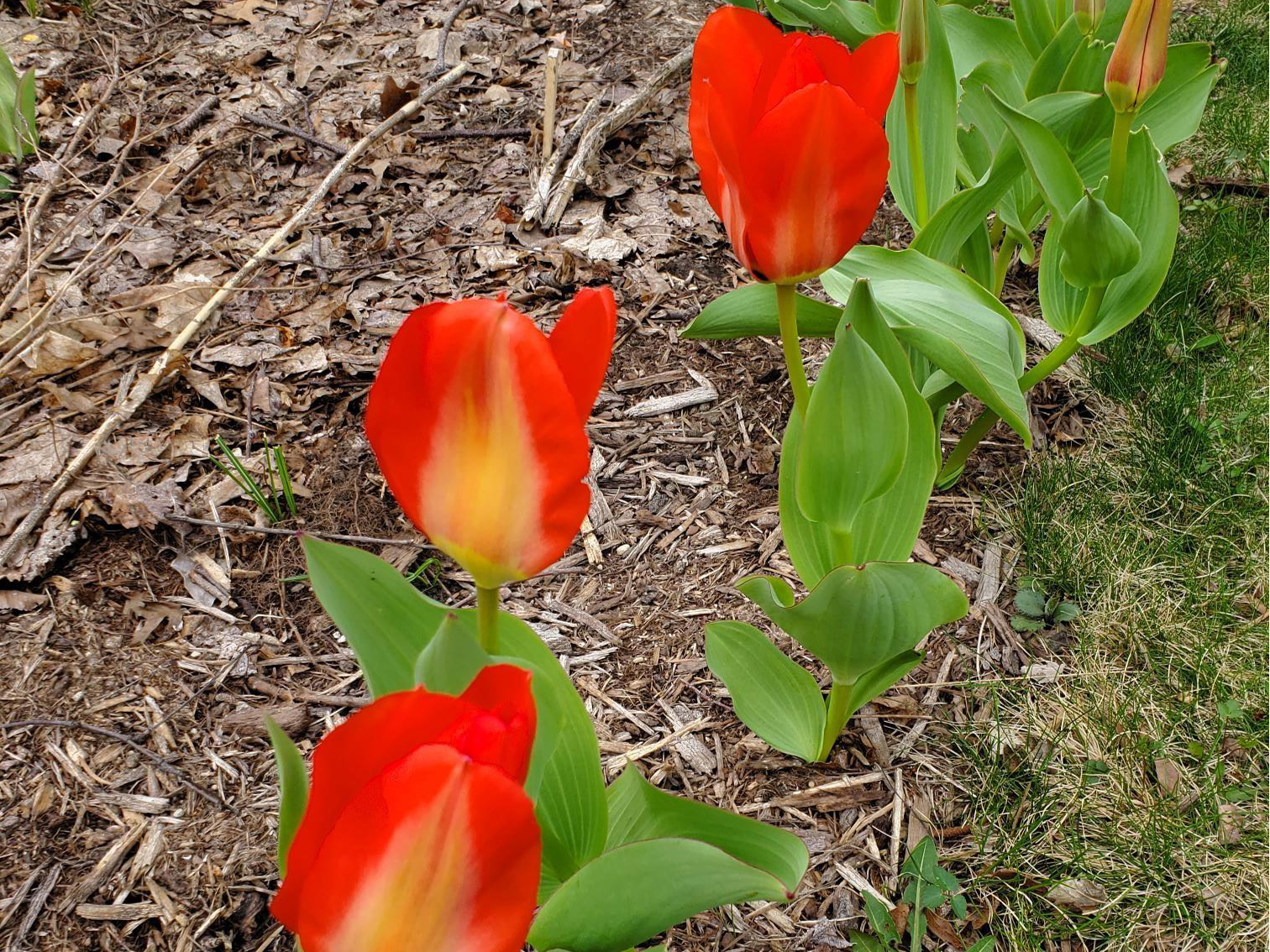 tulips blooming 