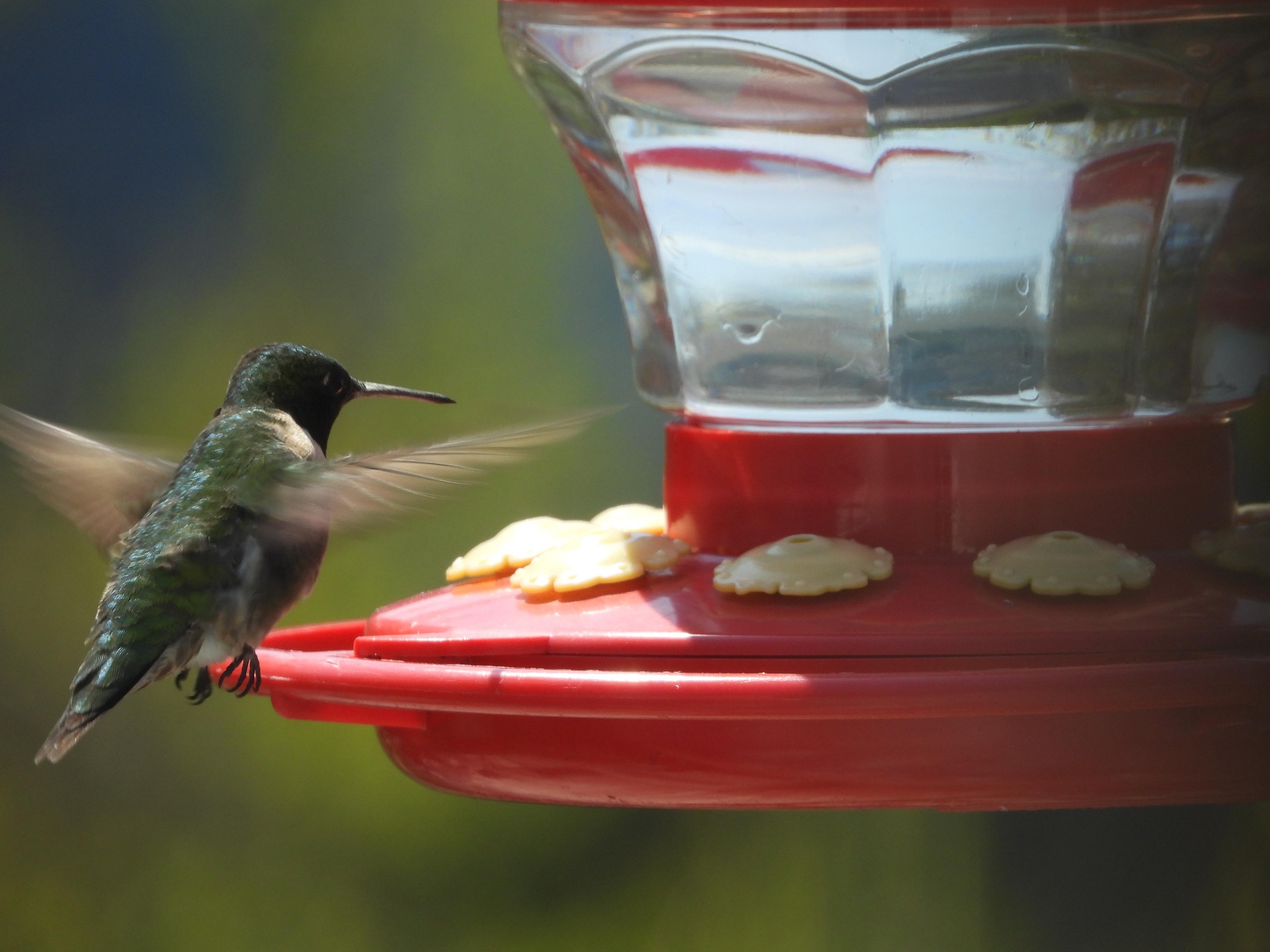 Male Ruby-throated Hummingbird.