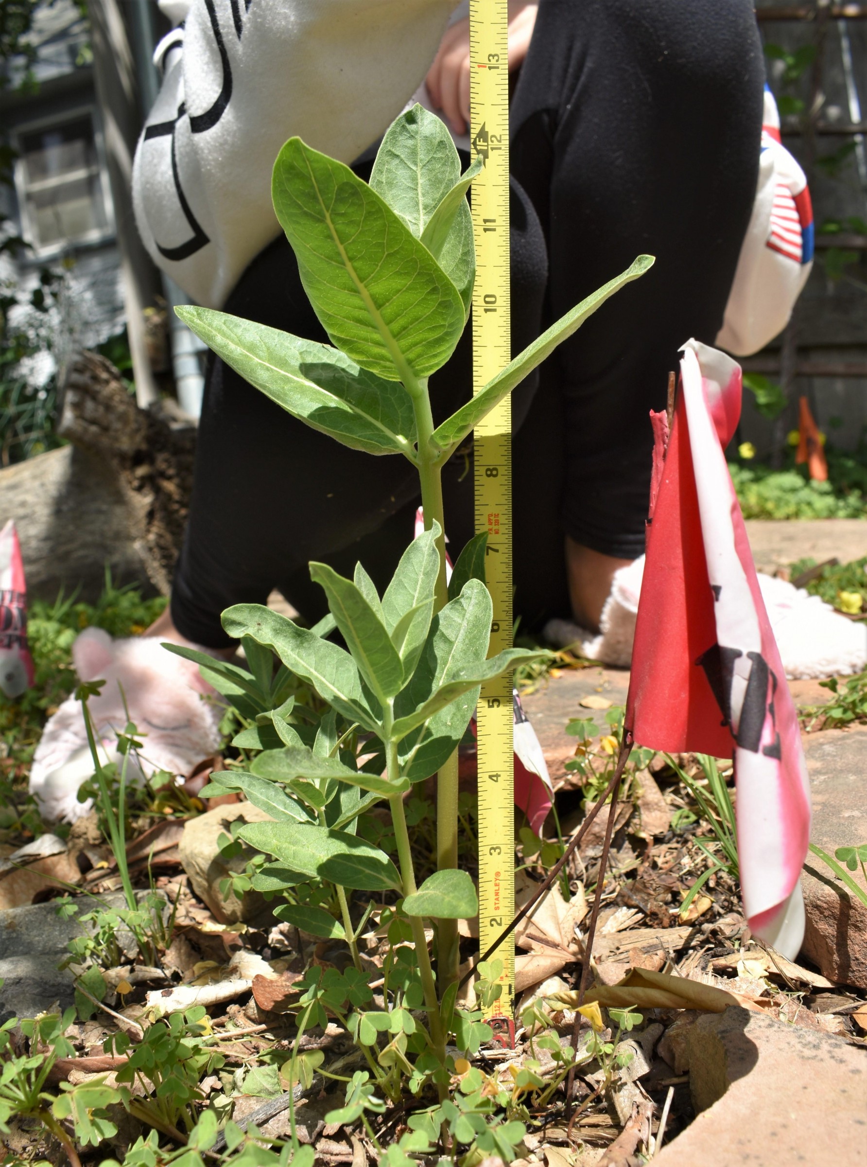 Showy Milkweed growth