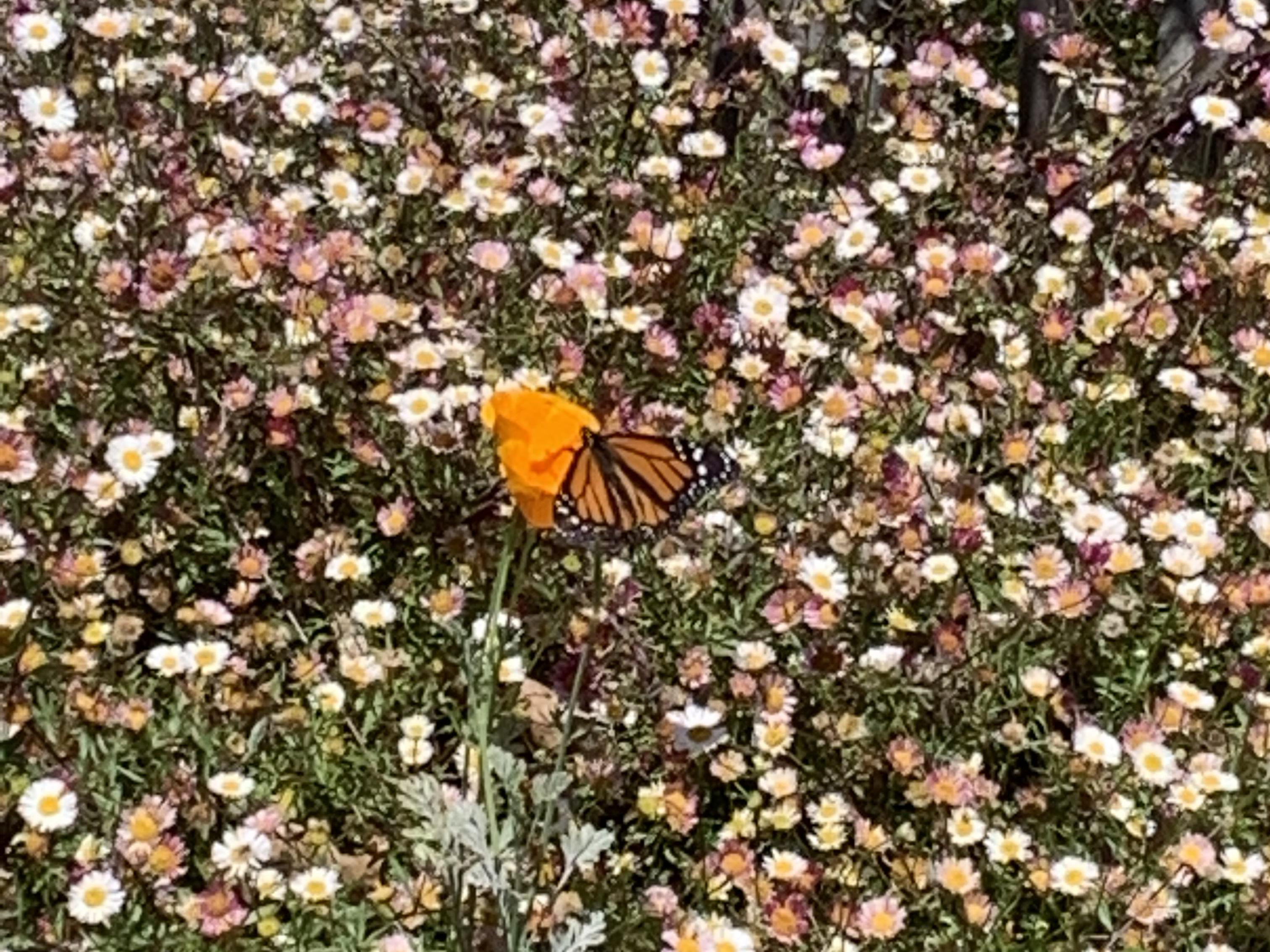 Monarch Butterfly 