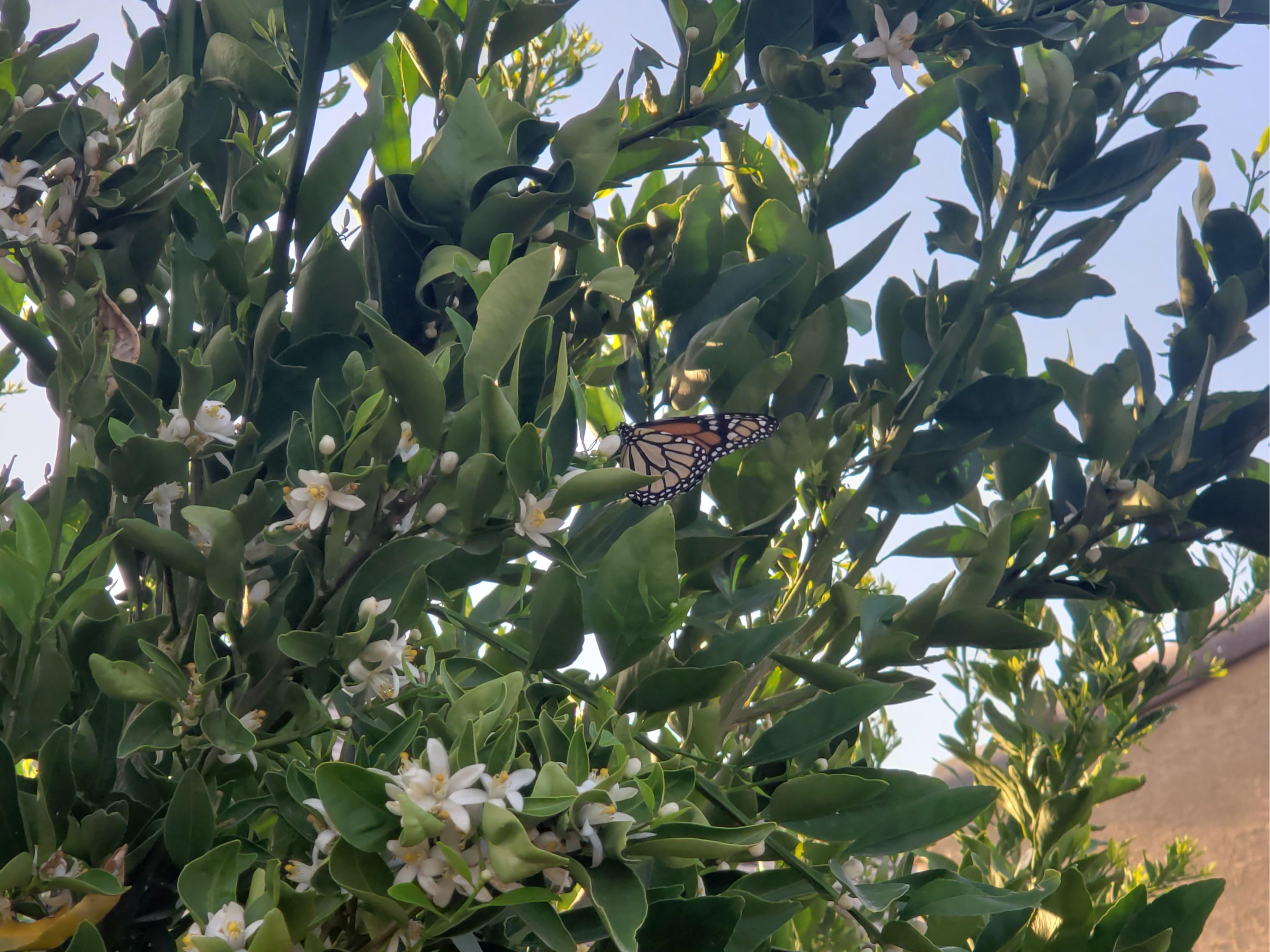 Monarch in Arizona