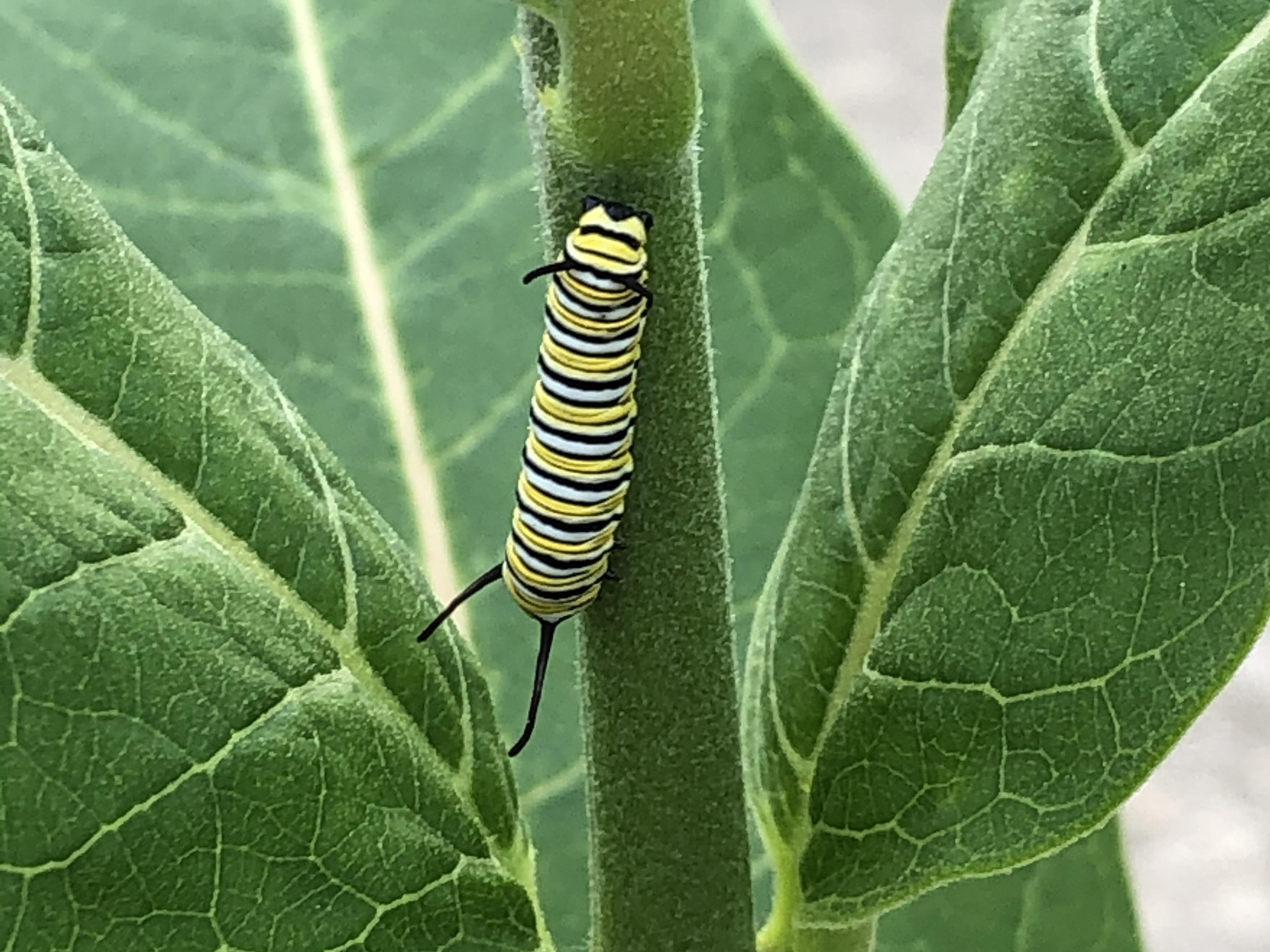 4th instar monarch larva