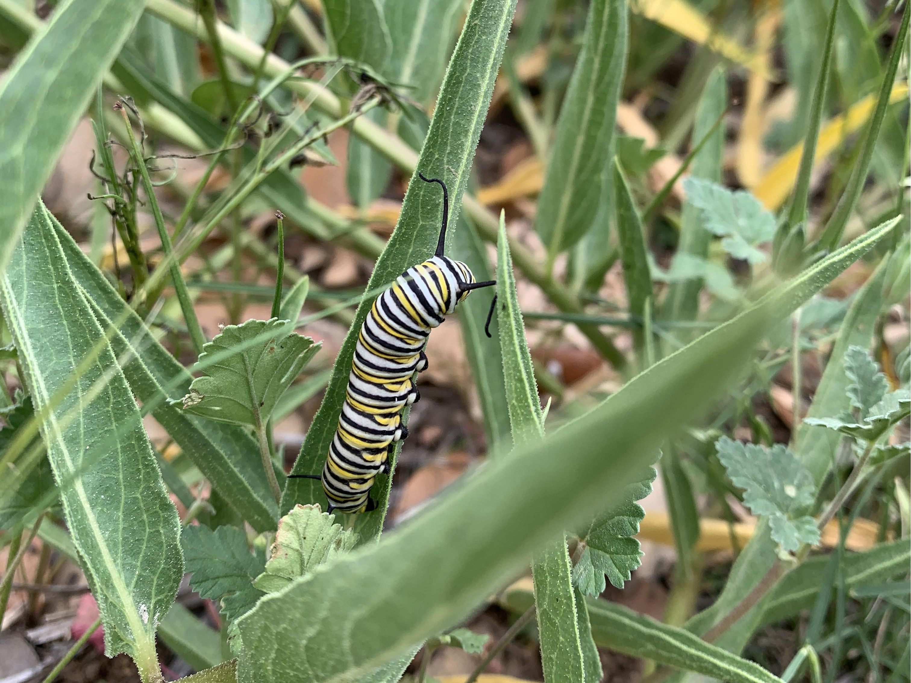 Monarch larva