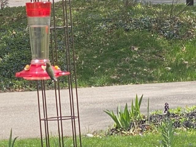 Ruby-throated Hummingbird.