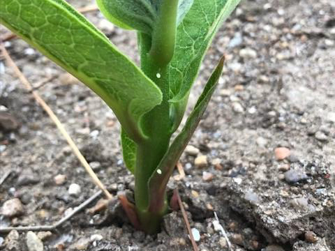 Eggs on milkweed