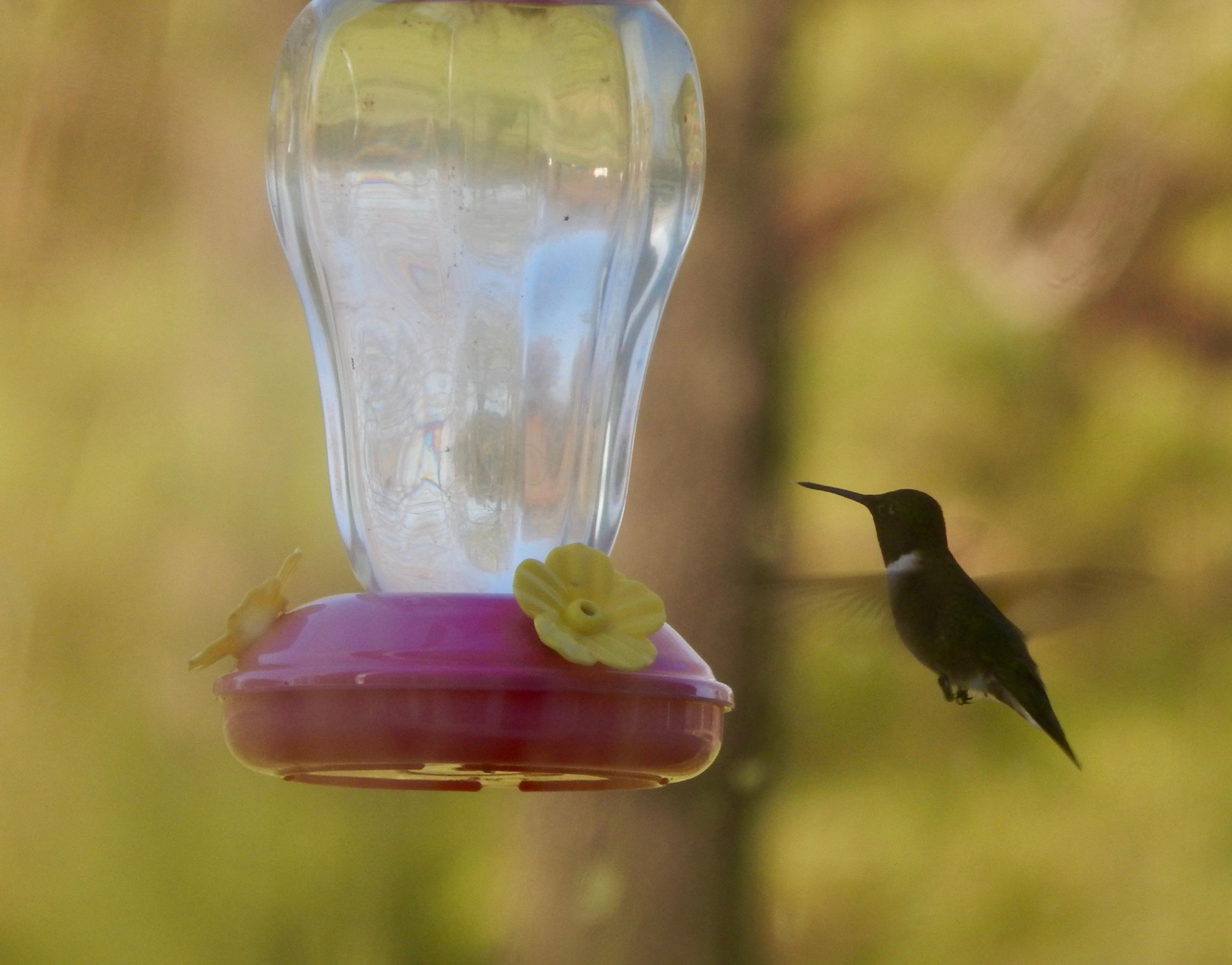 Ruby-throated Hummingbird.