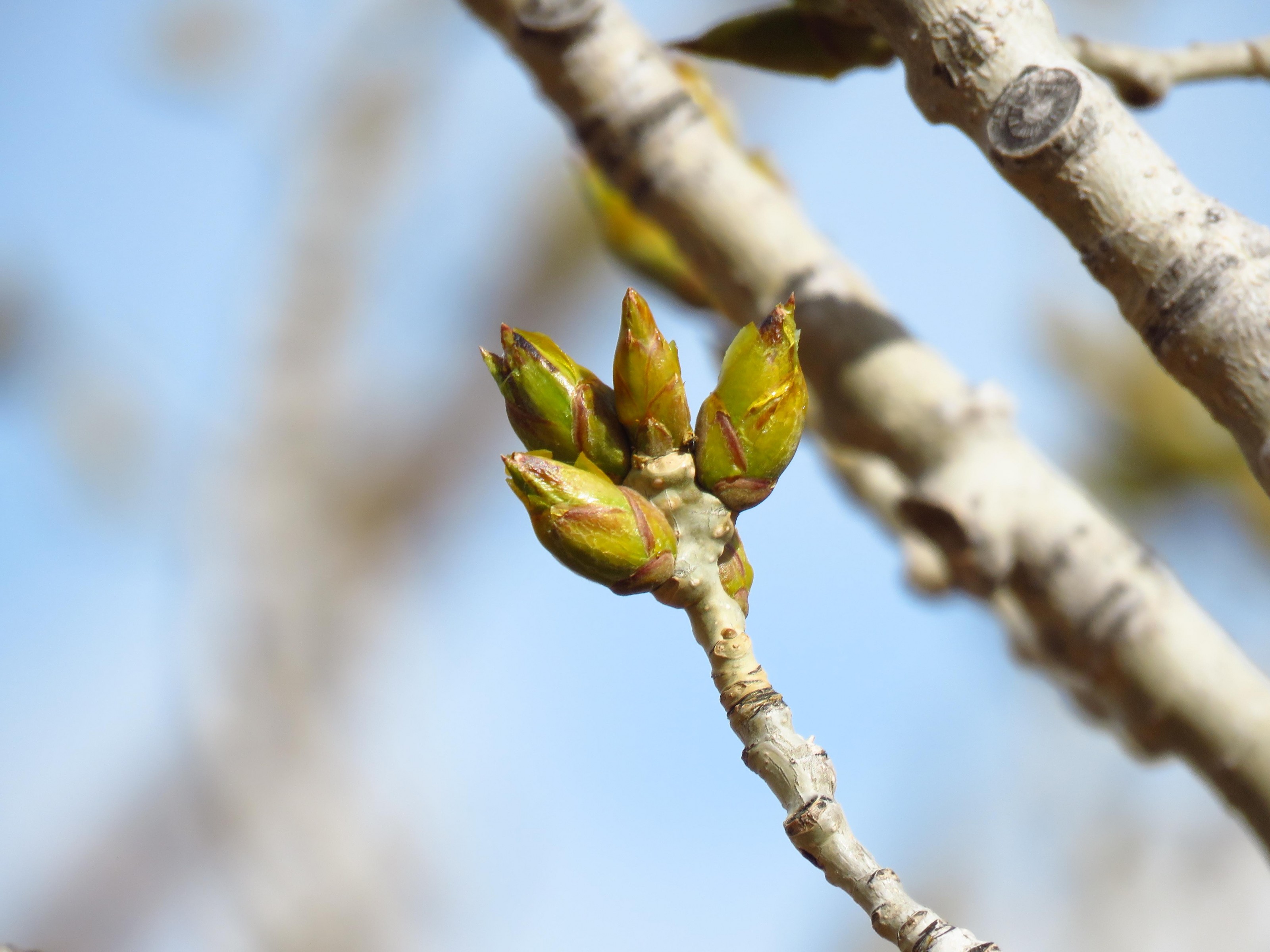 Cottonwood bud