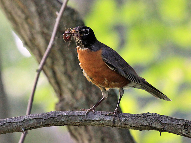 American Robin