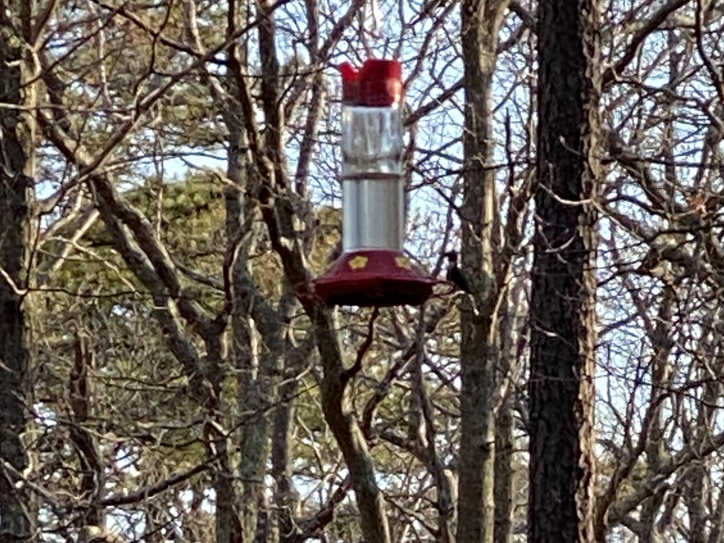 Ruby-throated Hummingbird.