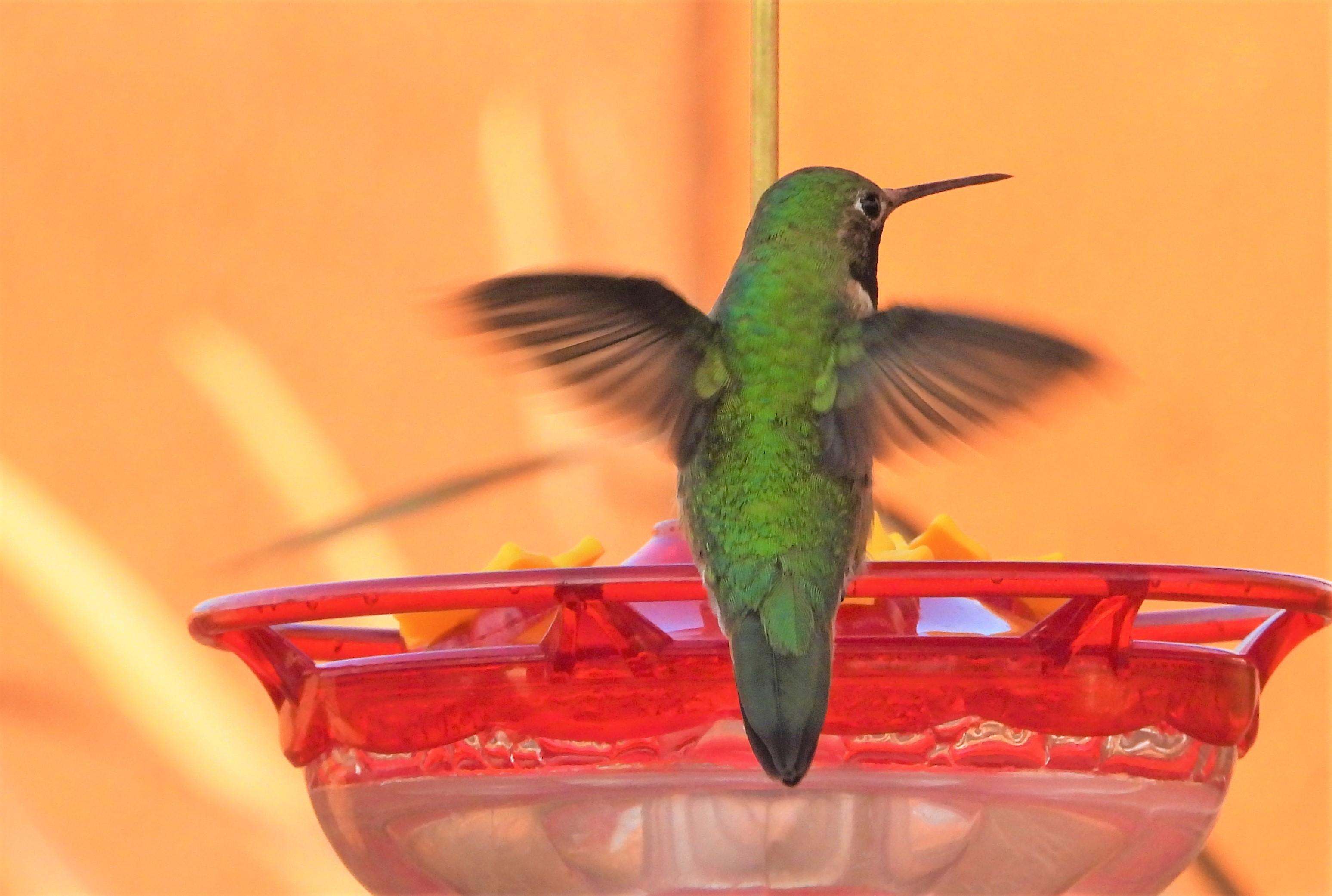 Broad-tailed Hummingbird