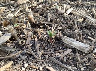 Milkweed in Milwaukee