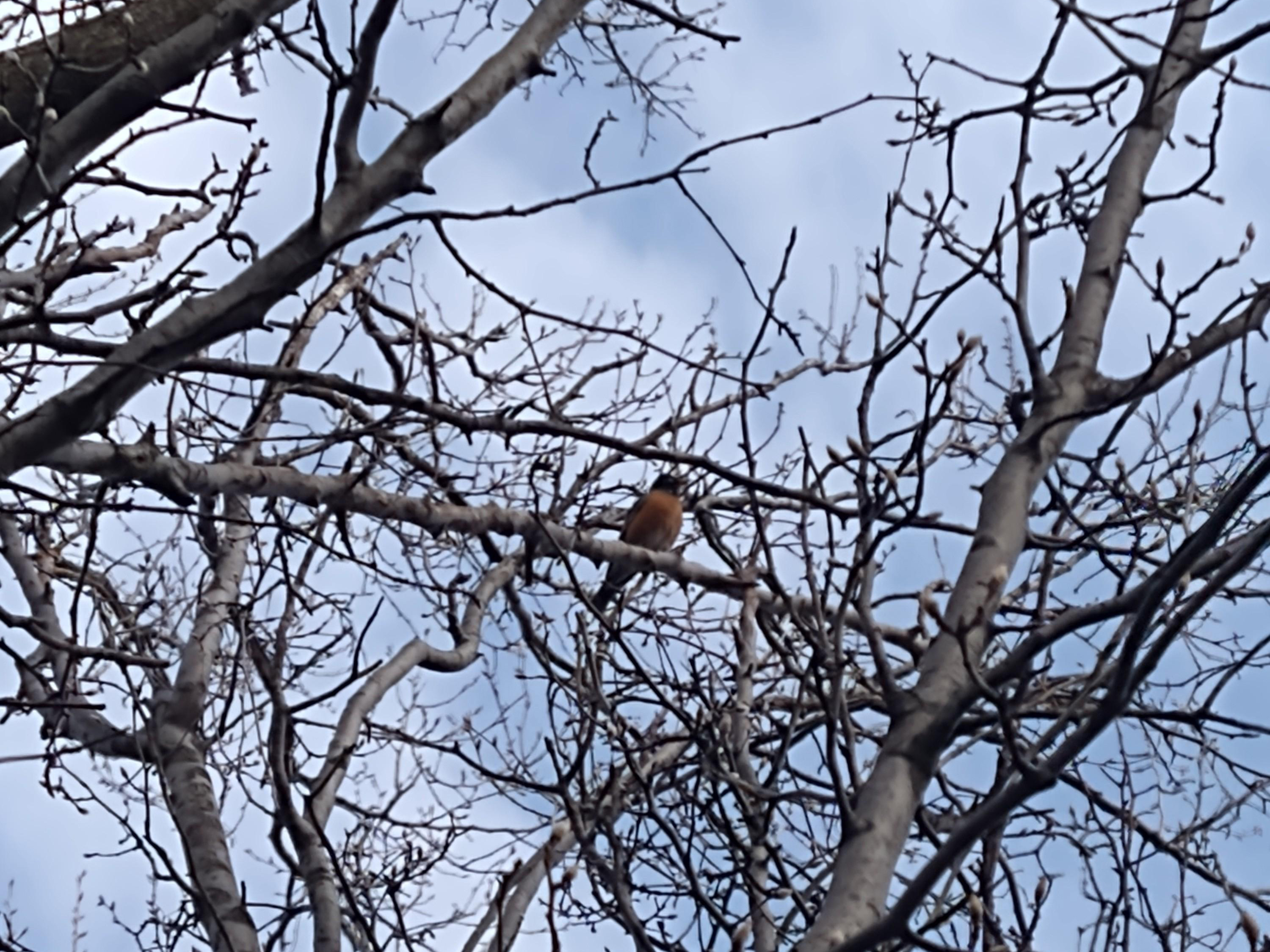 American Robin singing