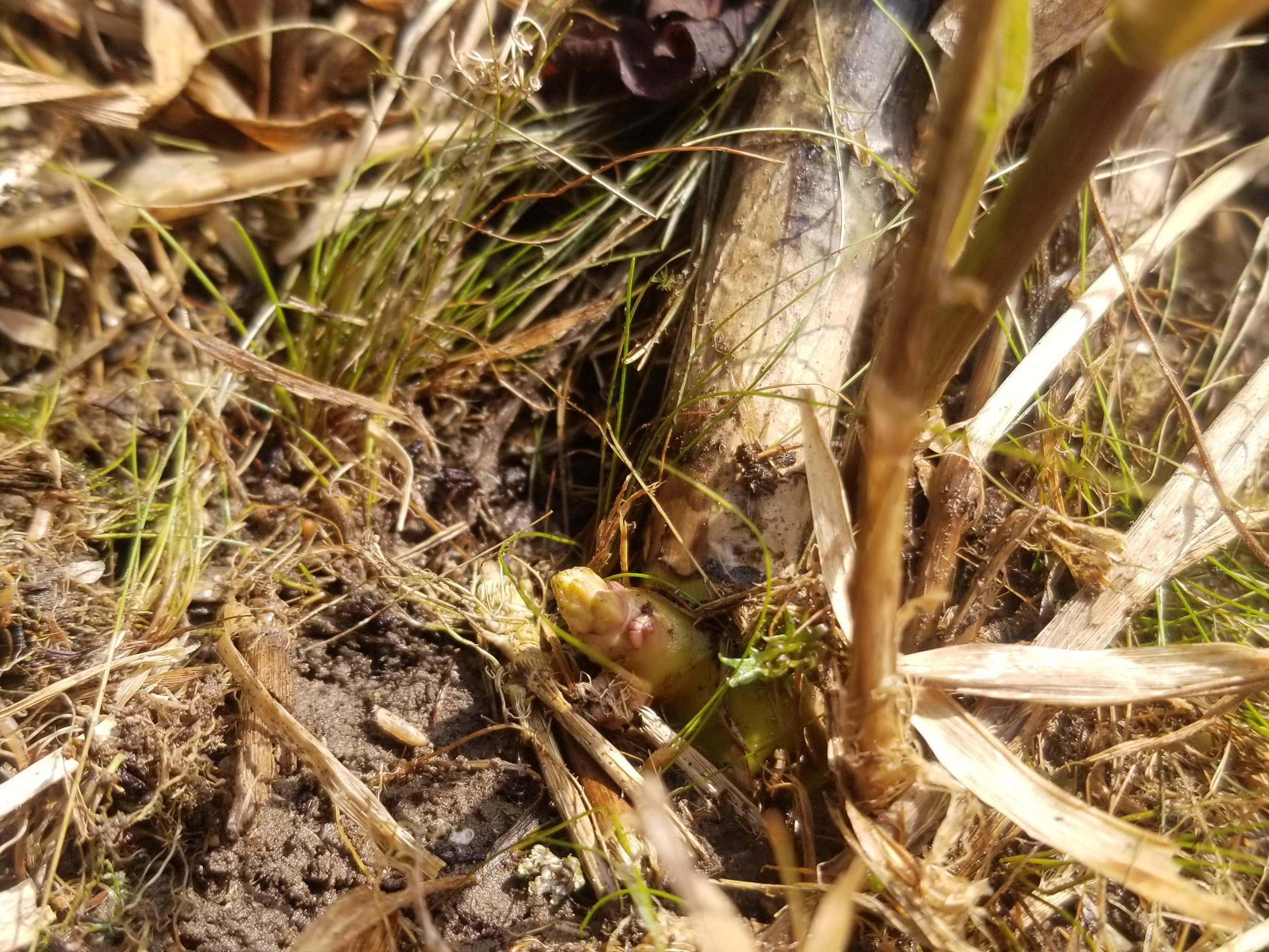 Milkweed in Ontario