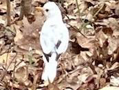 Leucistic Robin