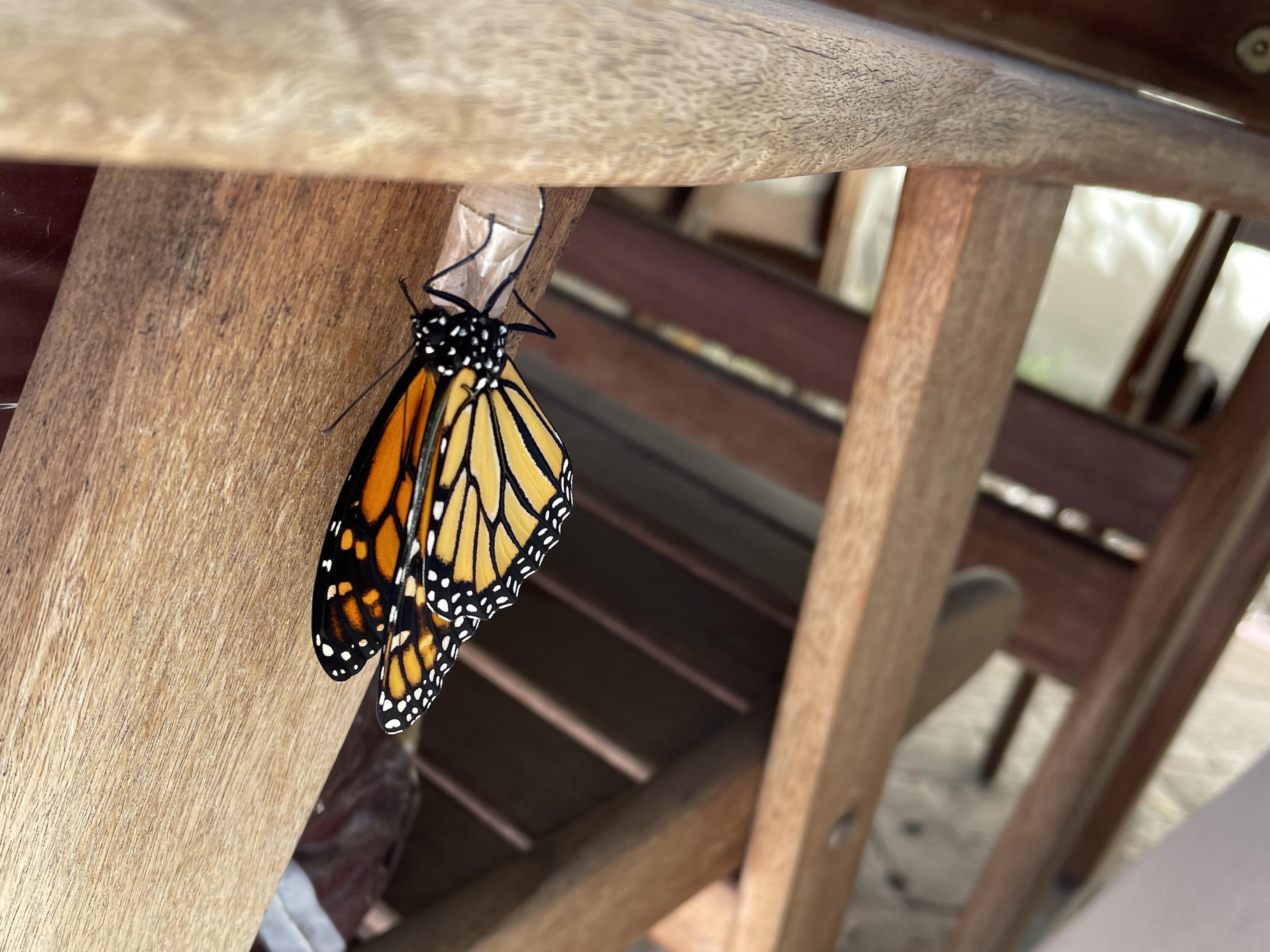 Monarch in California