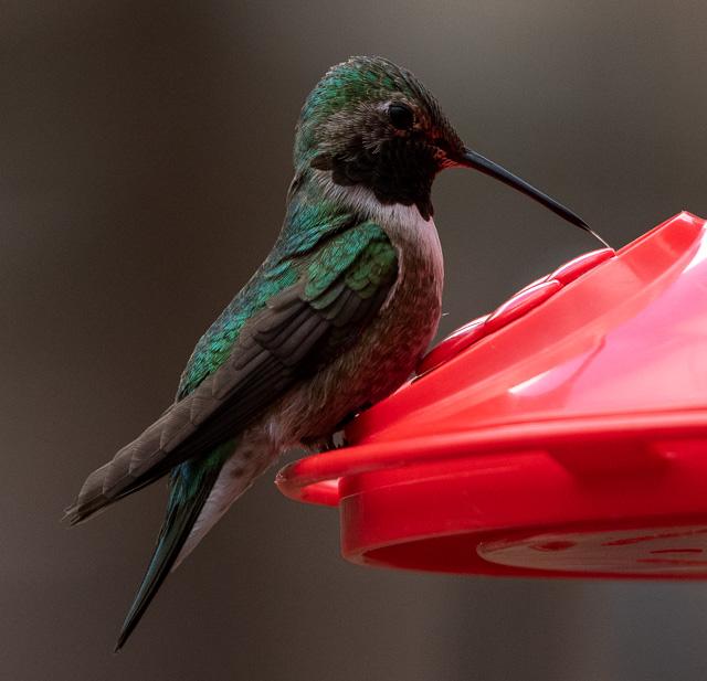 Male Broad-tailed Hummingbird