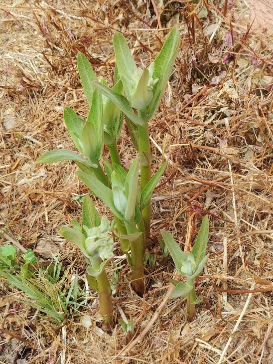 Showy Milkweed