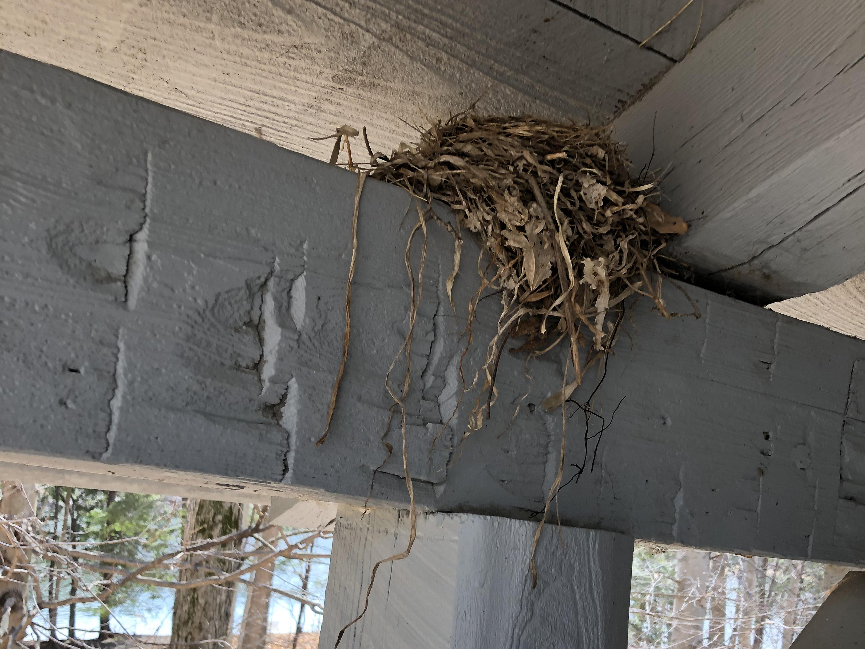 American Robin nest