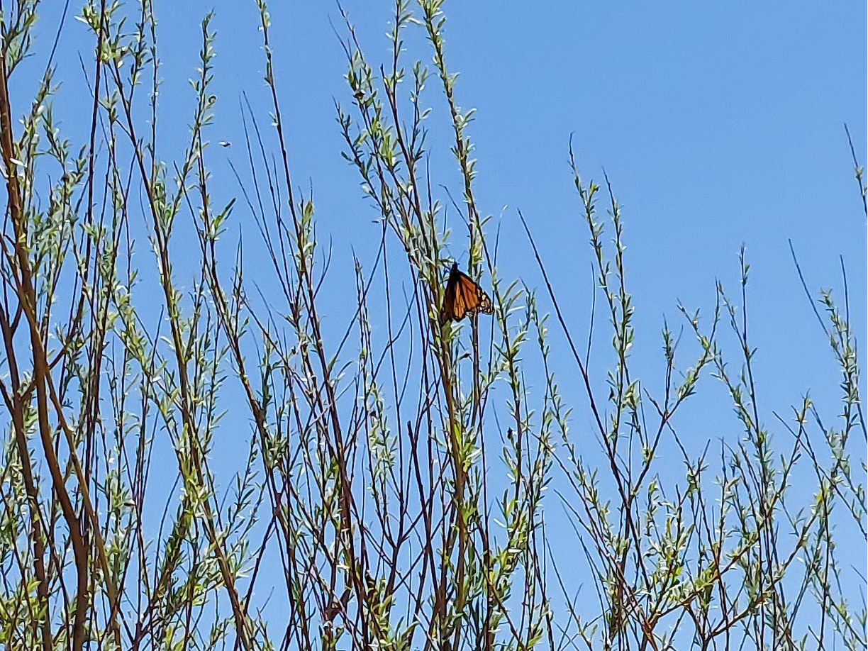 Monarch in New Mexico