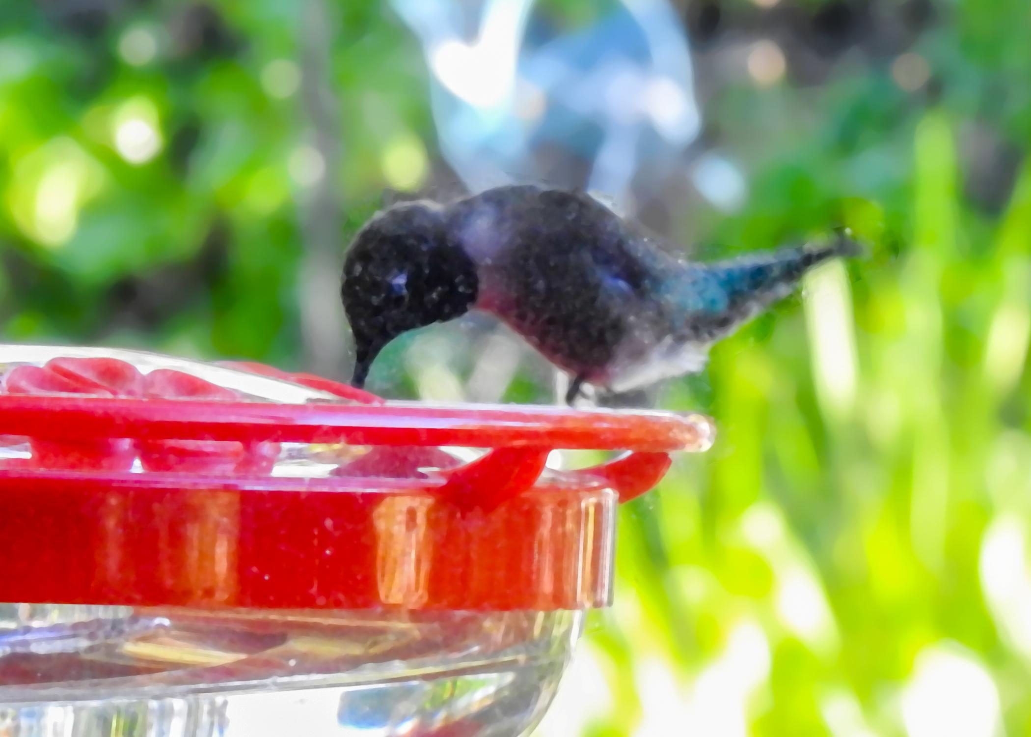 Black-chinned Hummingbird