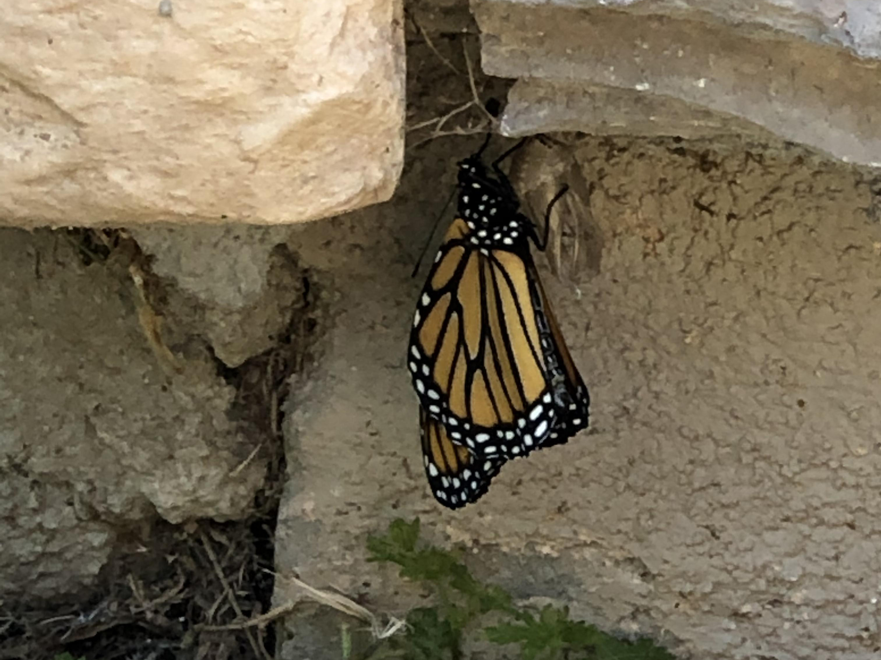 Monarch Butterfly