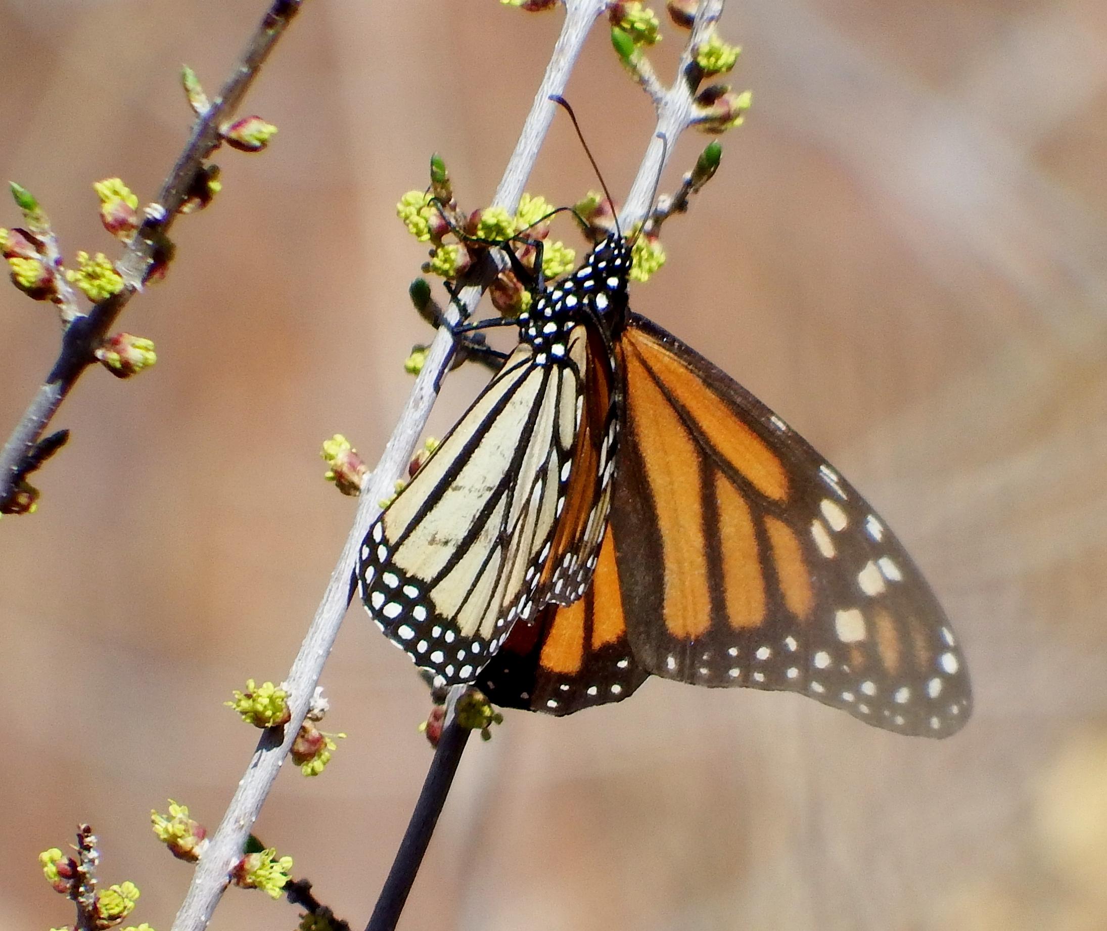 Monarch in New Mexico