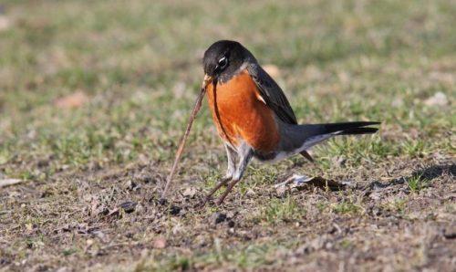 American Robin eating a worm