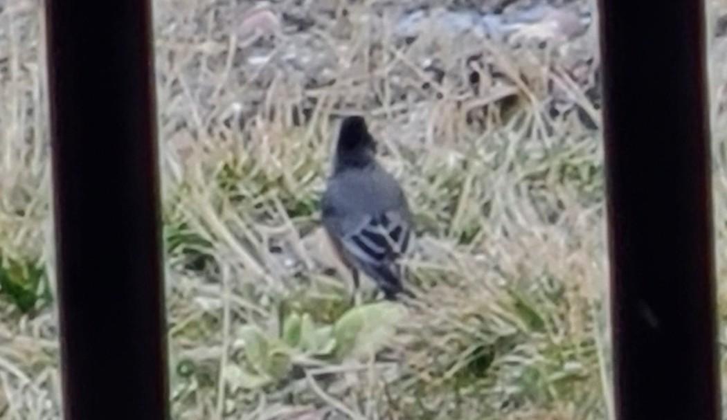 American Robin