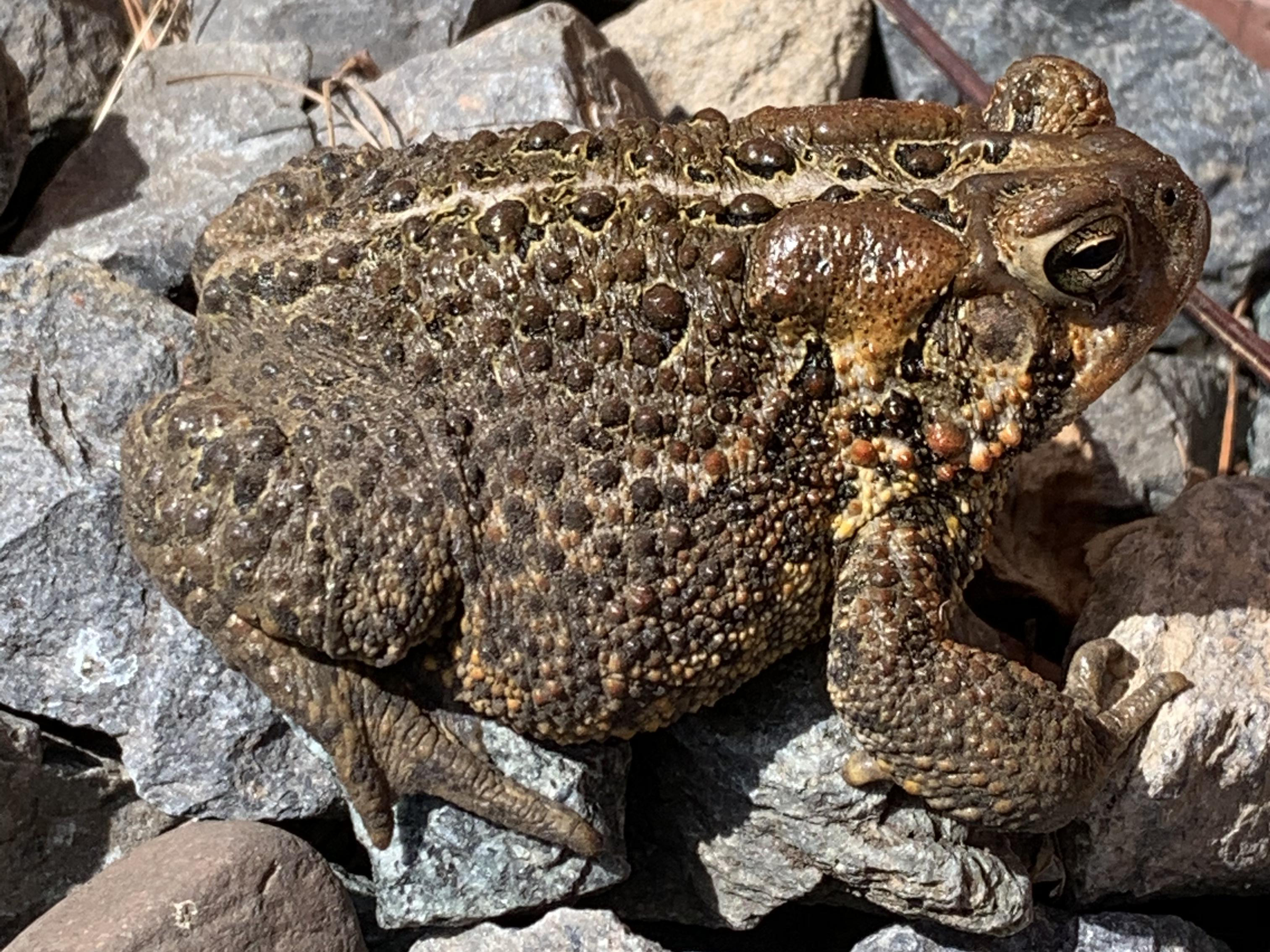 American Toad