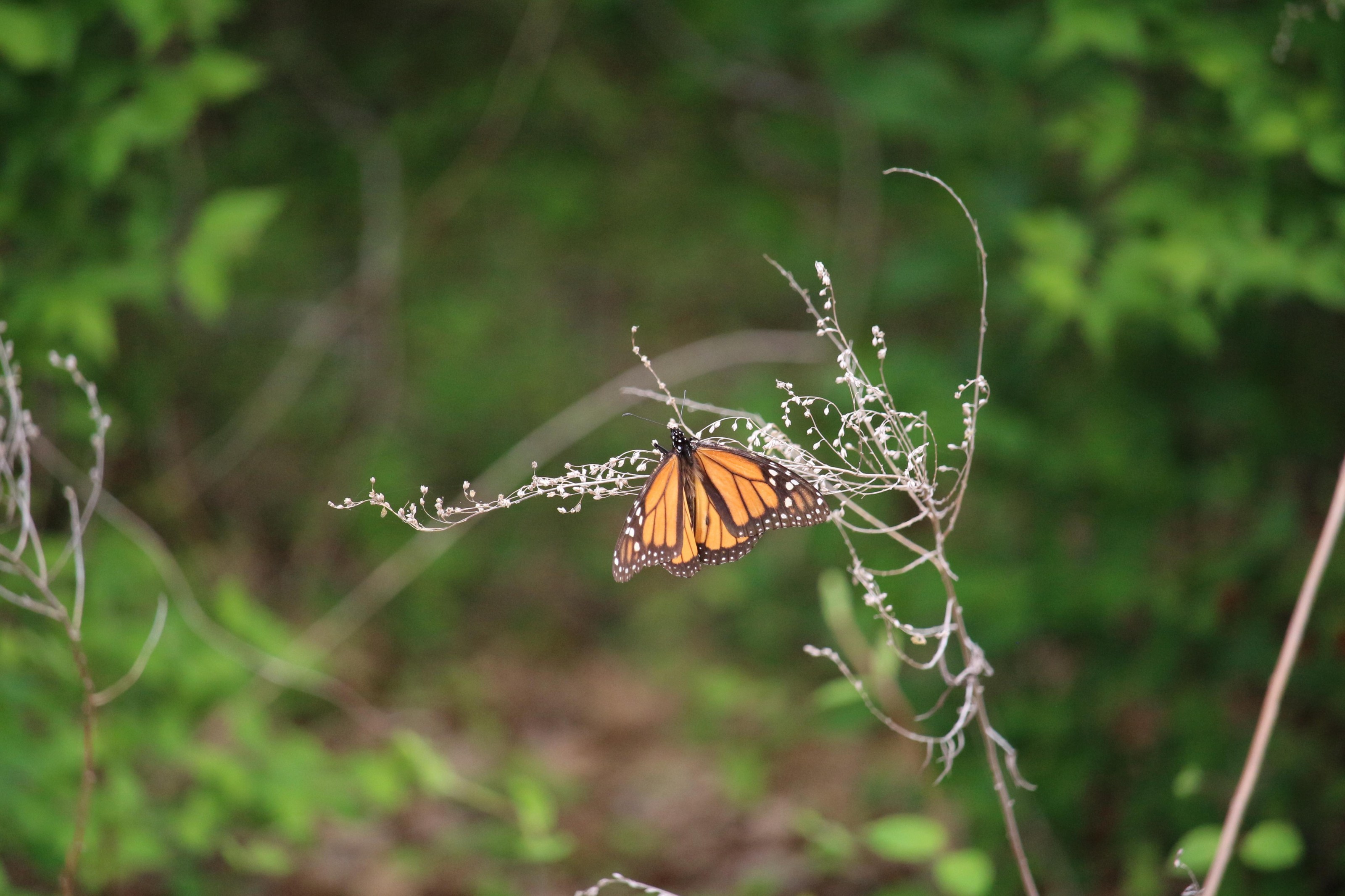 Monarch in Oklahoma