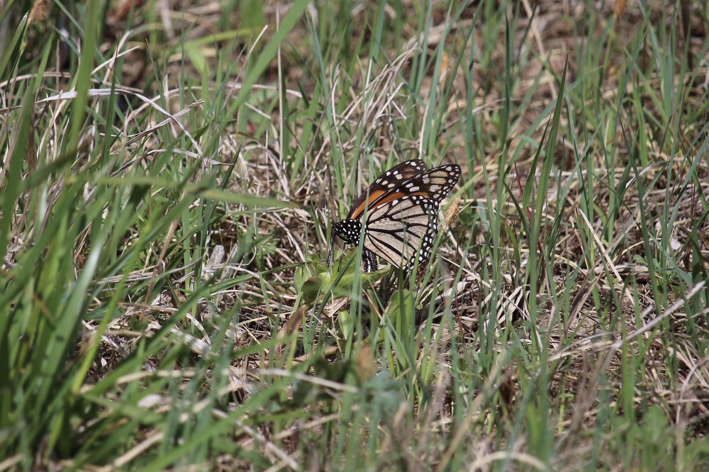 Monarch looking for milkweed