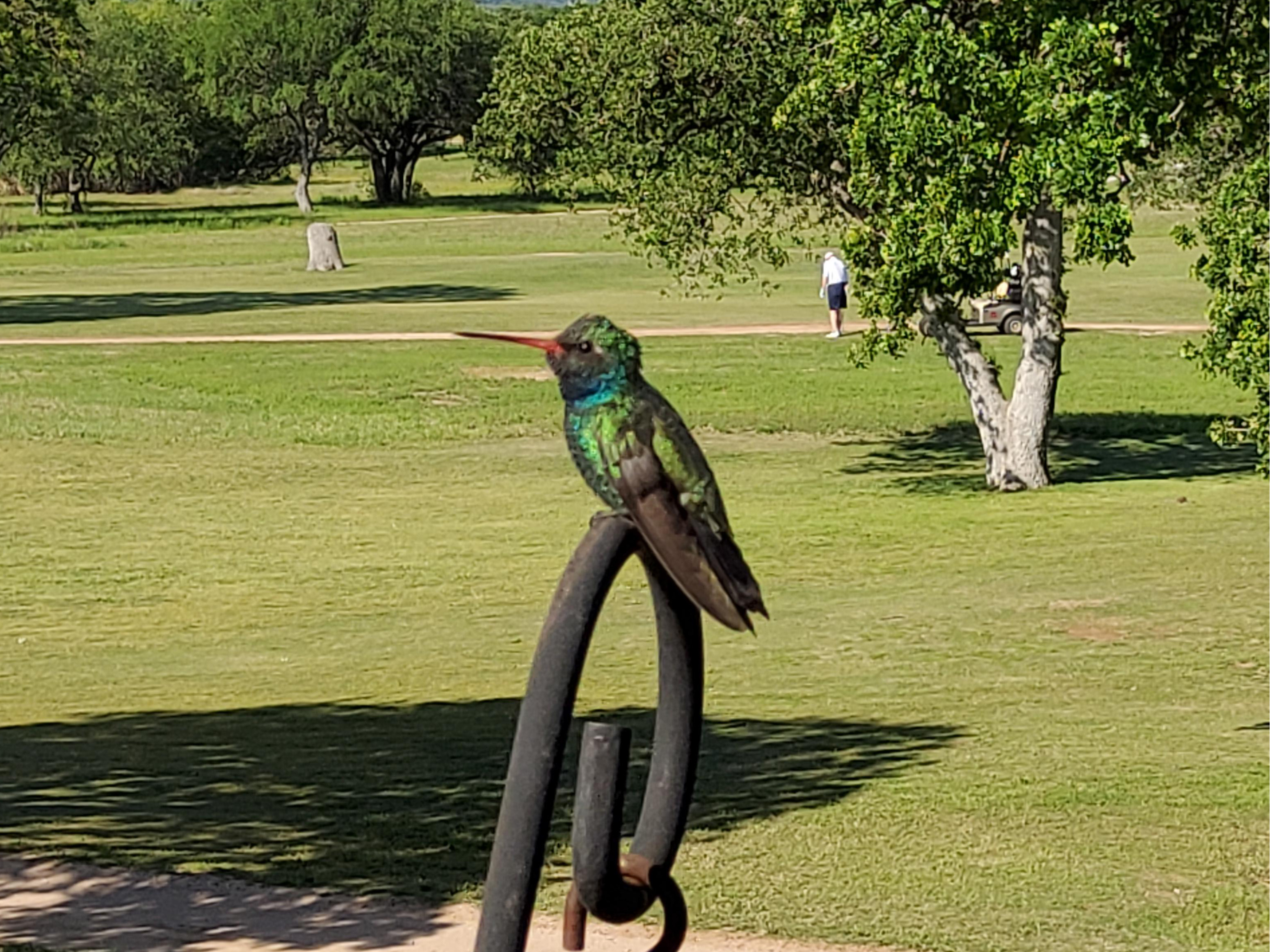 Broad-billed Hummingbird